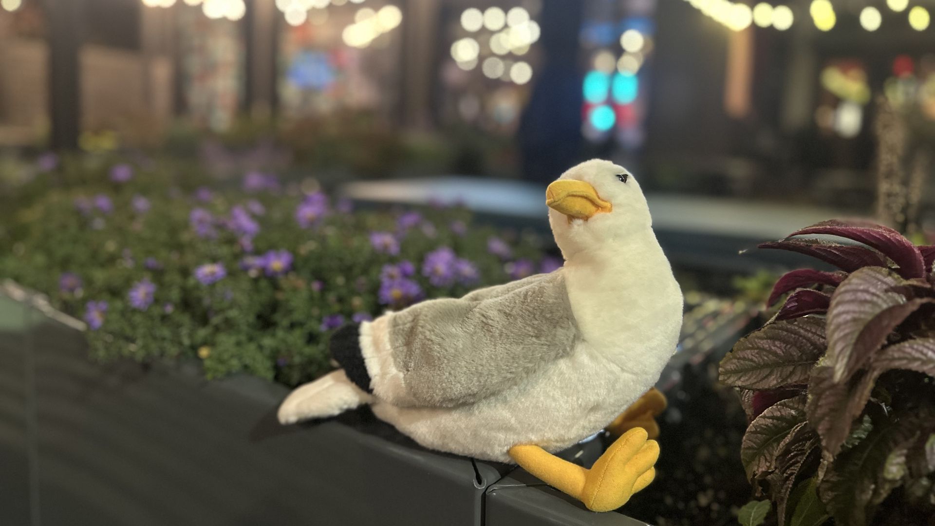 Townie, Axios Boston's plush gullscott,  sits on a planter edge with purple flowers and string lights blurred in the warm, cozy background at night.