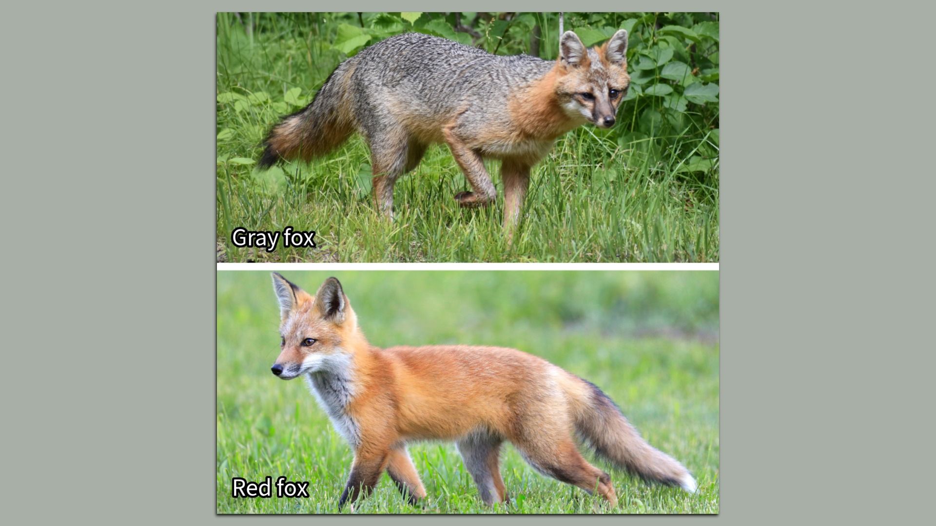 two foxes in two photos. one gray, one red. Gray foxes are generally smaller than red foxes, with salt-and-pepper gray fur and a black stripe down the tail, and have shorter legs.