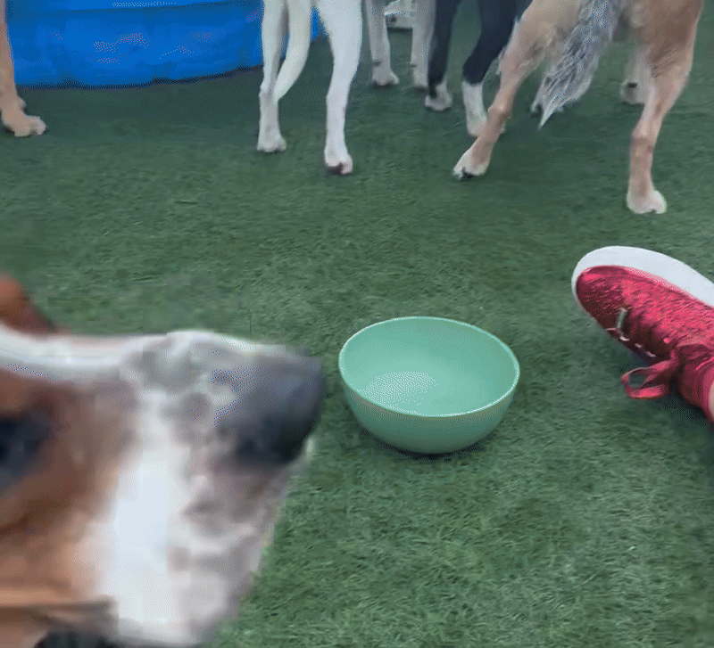 A basset hound having fun.