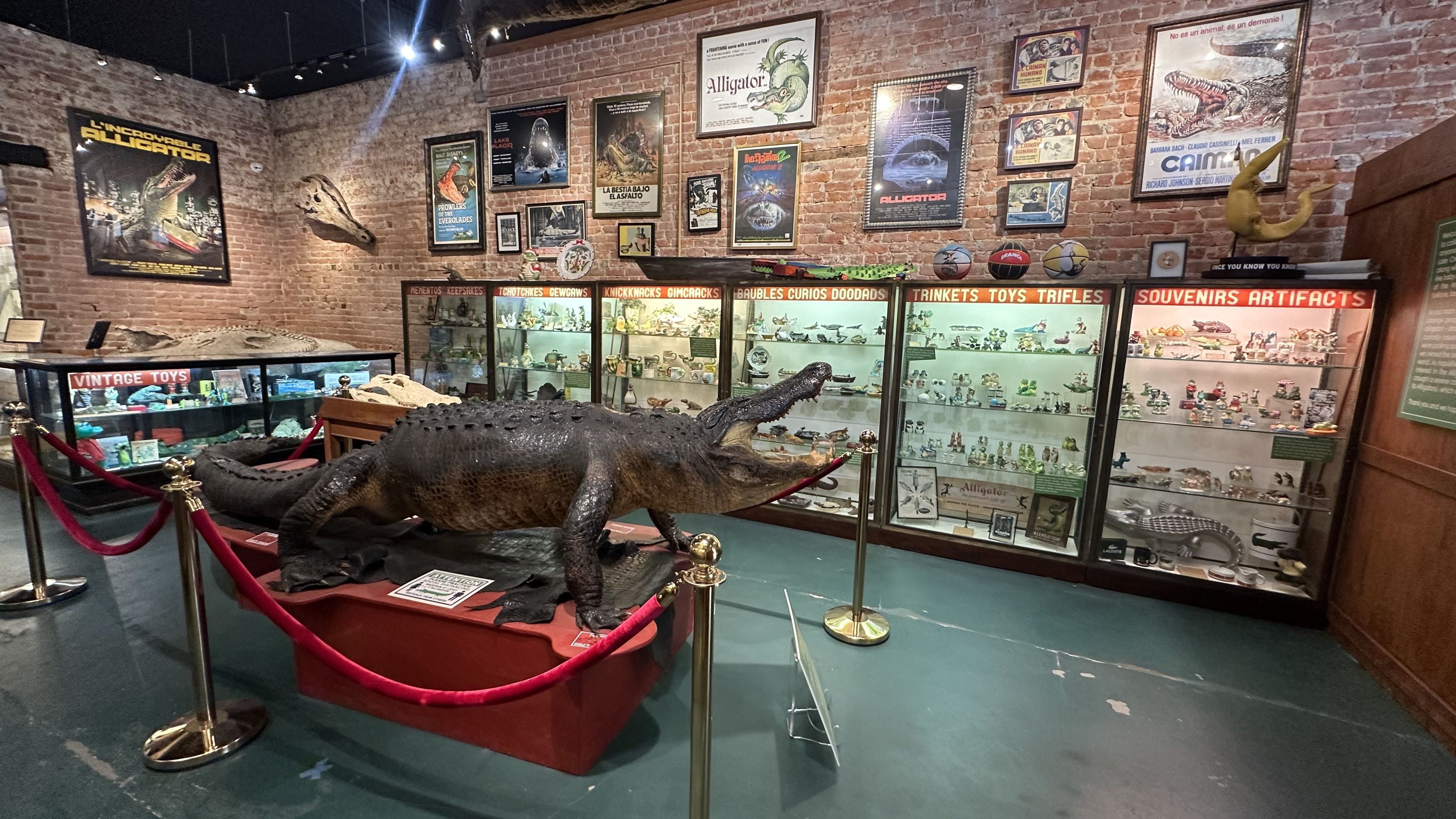 A wide view of the Great American Alligator Museum. Display cases are filled with alligator themed items, and alligator art lines the walls. A taxidermy gator sits in the middle of the room.