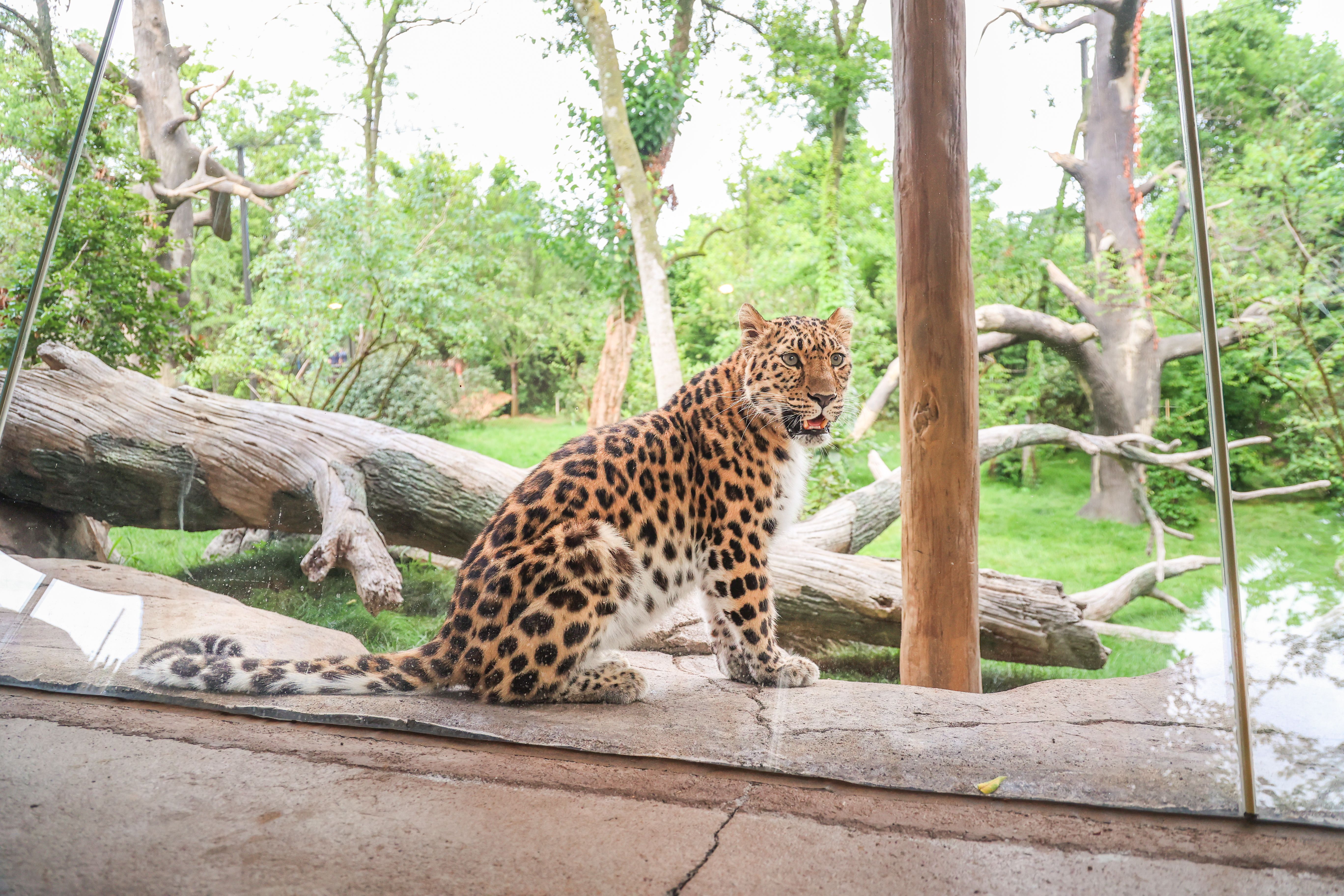 『 Green Leopard fam 』by Zuberi 60*60cm Nashville Zoo's Leopard Forest opens to visitors - Axios Nashville