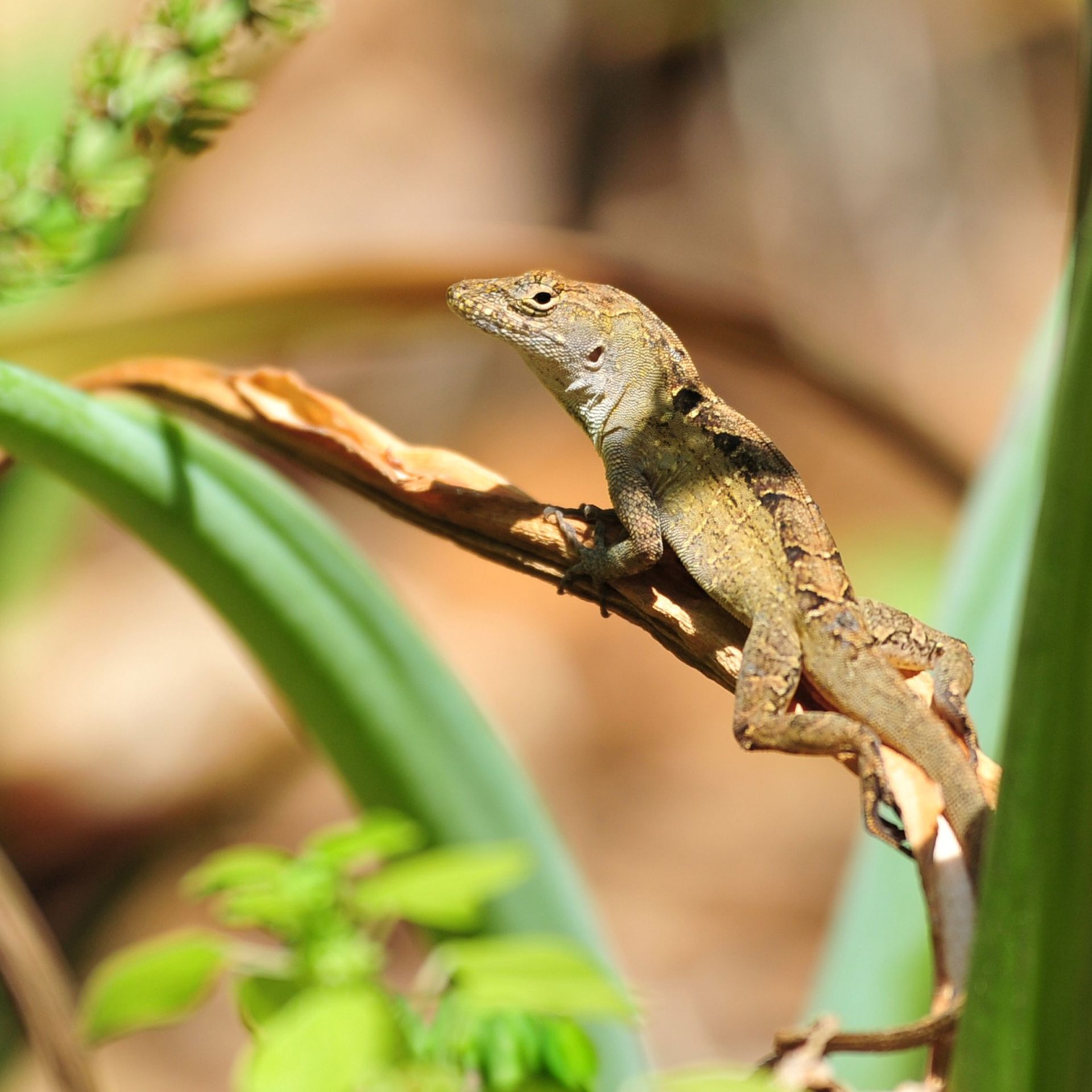 New Orleans lizards are defying science — and surviving - Axios