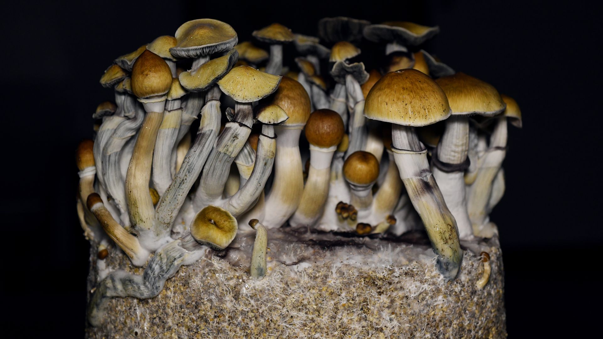 Tiny mushrooms spores with light brown caps are bunched together inside a lab. 