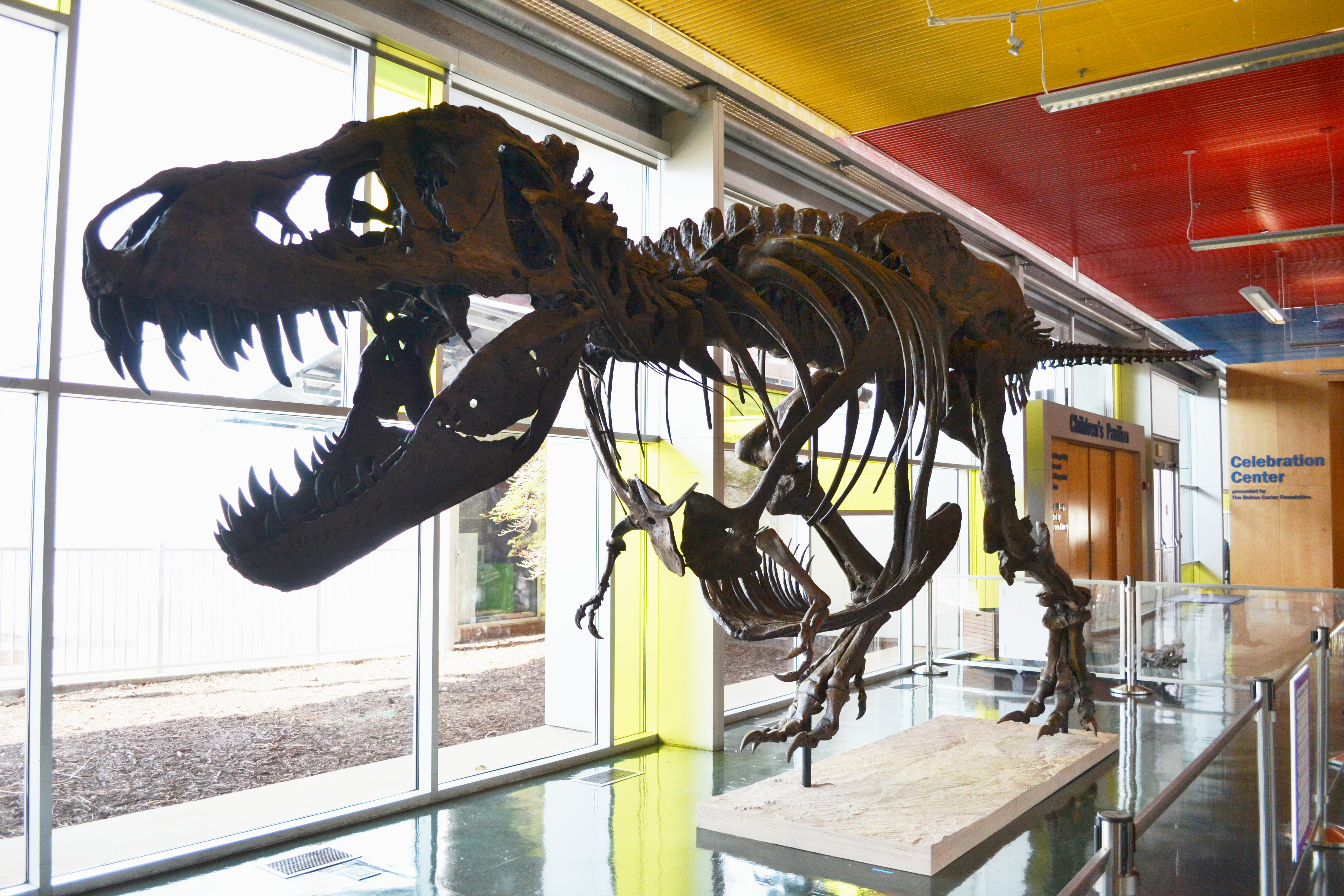 another angle of the T-rex 