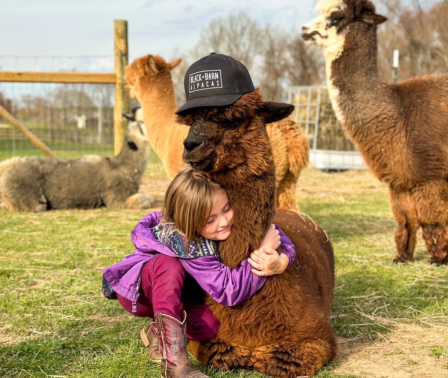 A young girl in a purple jacket hugs a brown alpaca wearing a black cap that reads "BLACK BARN ALPACAS" on a farm, with other alpacas and a fence in the background.