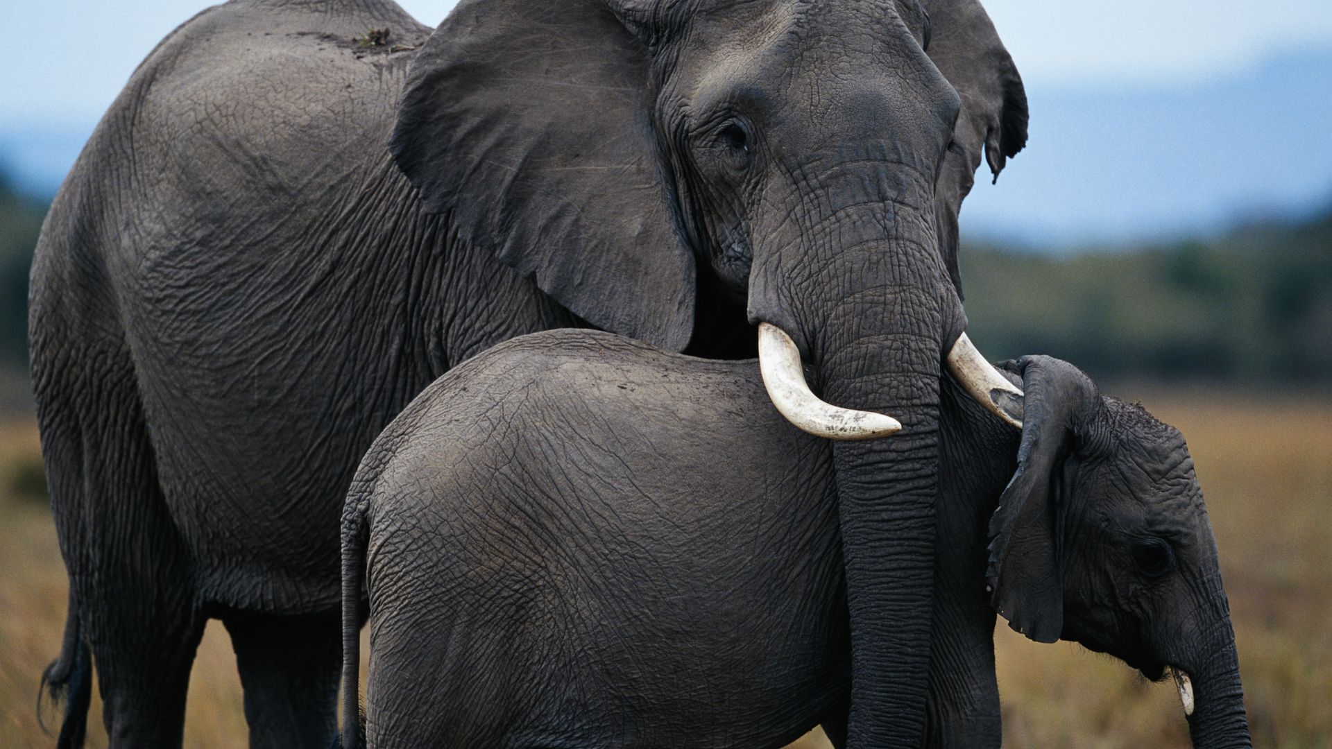 Photo of mother and baby elephants.
