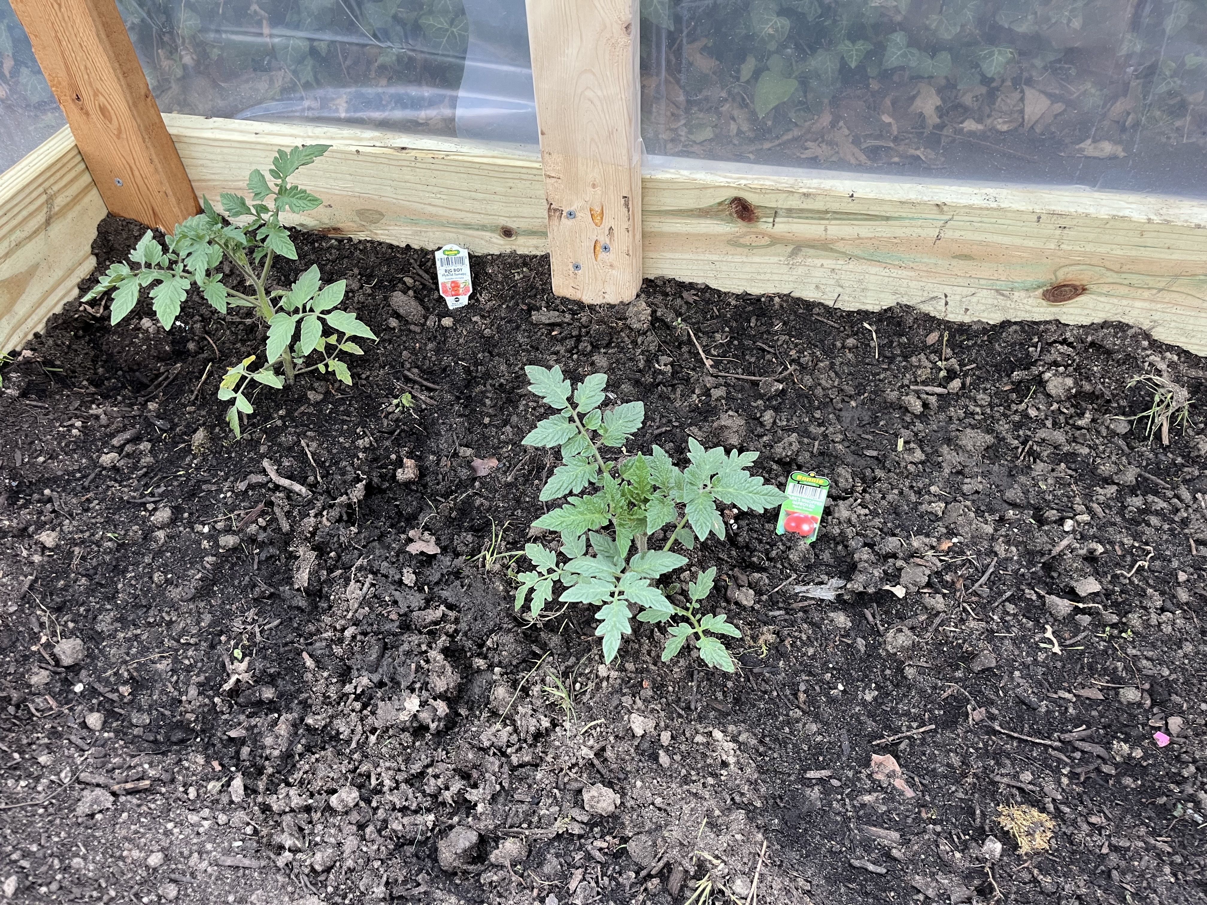 Infant tomato plants growing in the ground