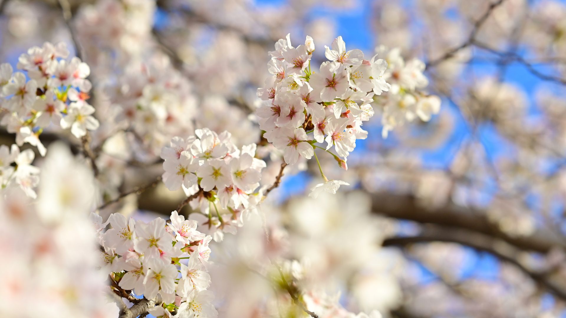 Cherry blossoms