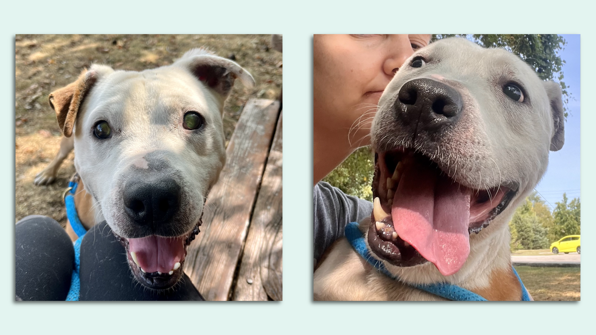 Two photos of a cute brown and white dog