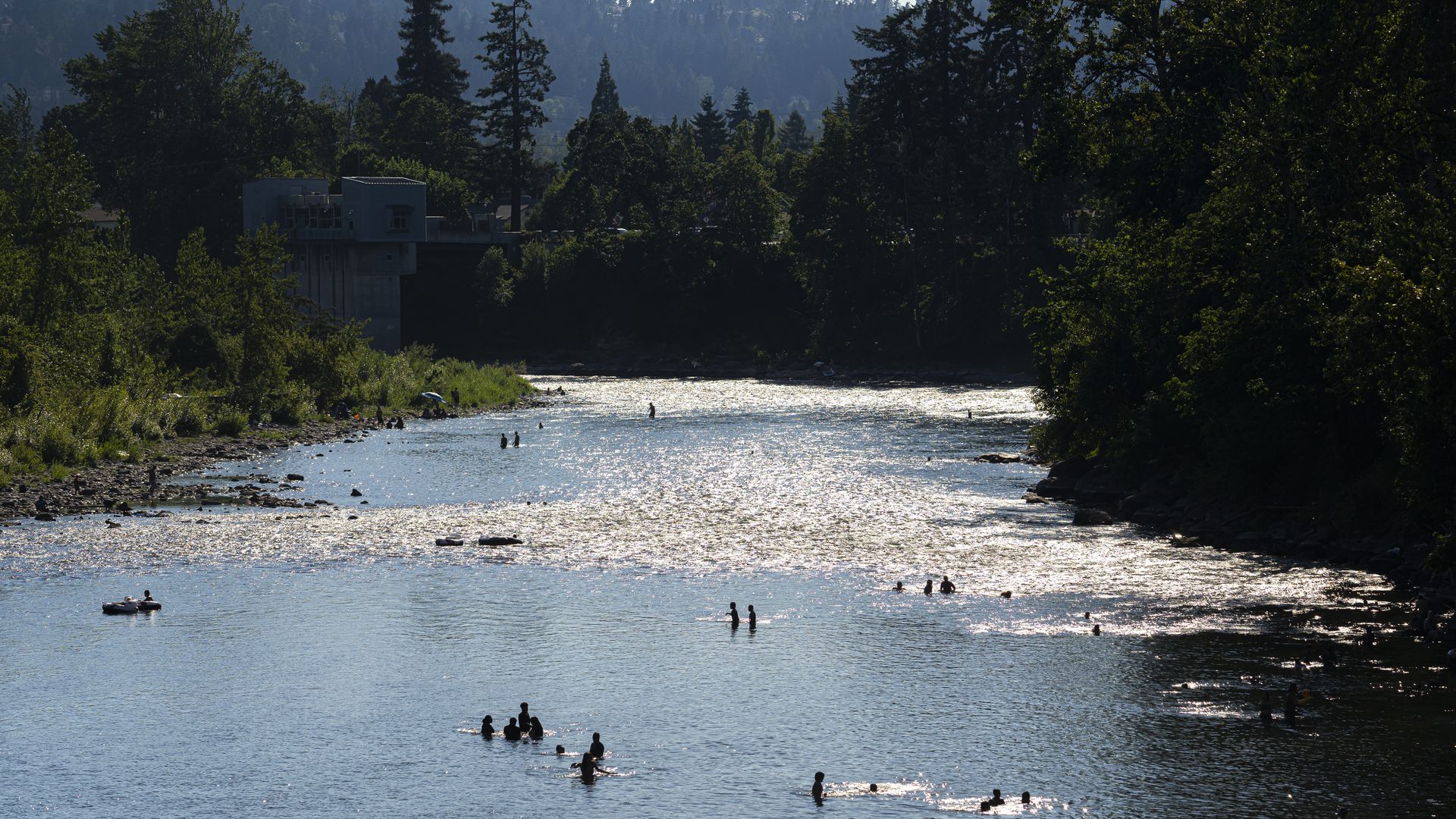 A photo showing swimmers in a river with evergreen trees in the background.