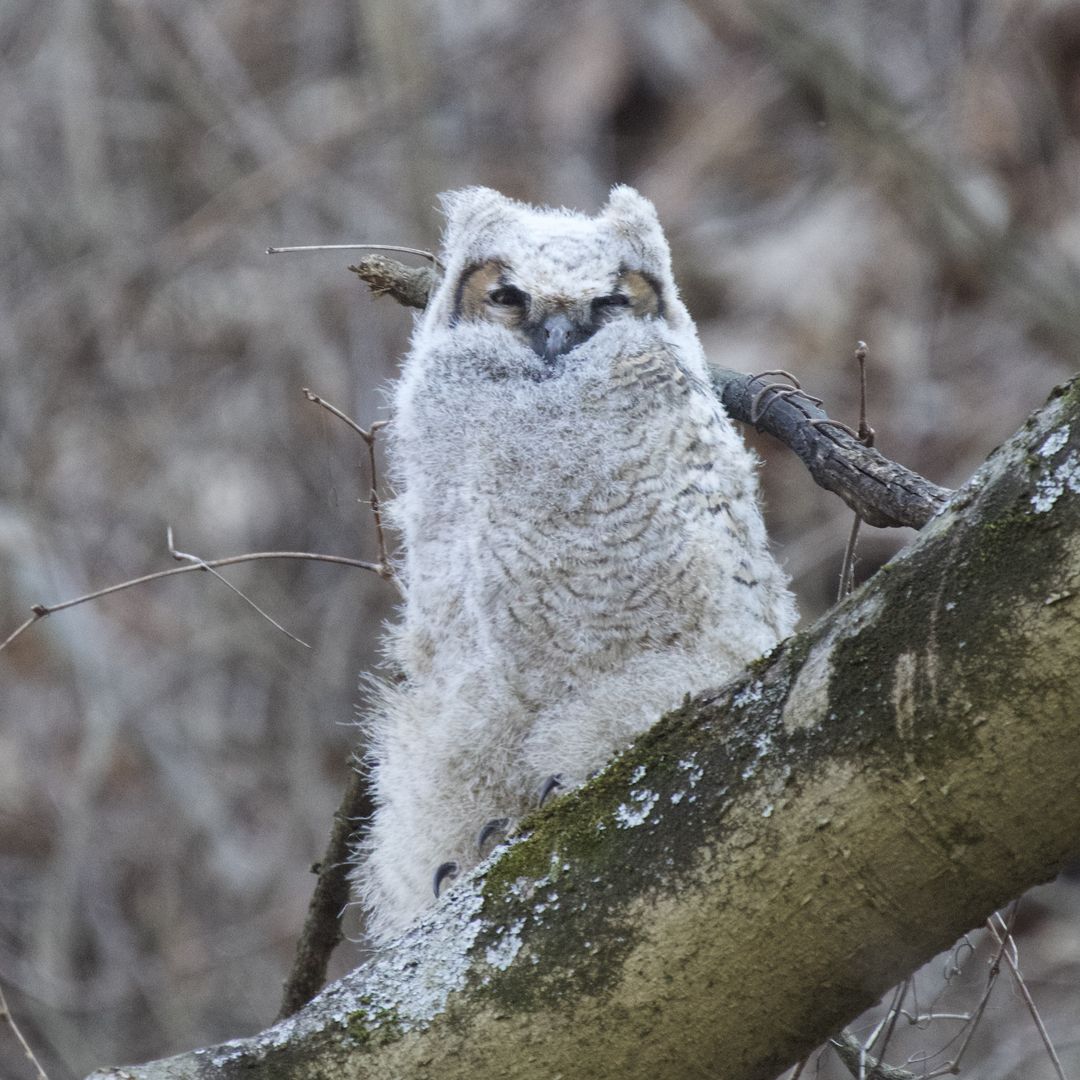 Pittsburgh falls for Muppet, a great horned owl chick - Axios