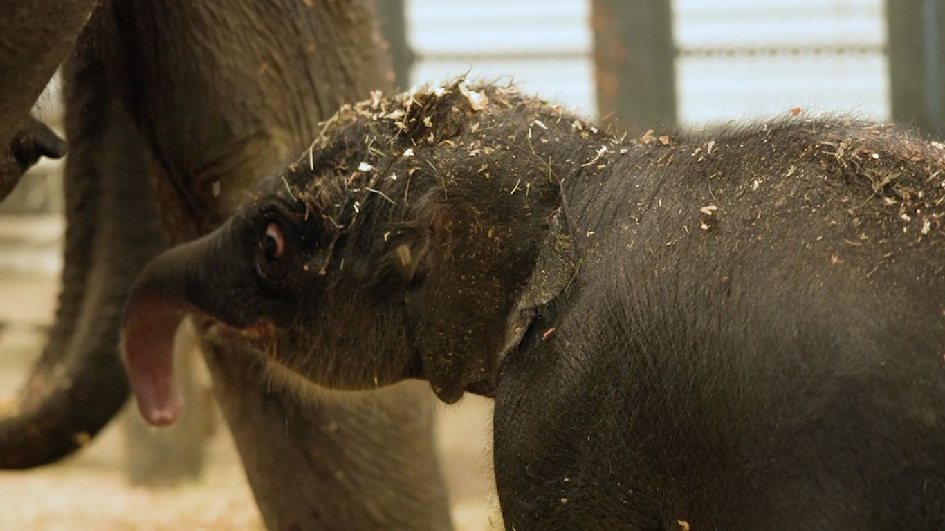 Houston Zoo Welcomes Baby Elephant Kirby