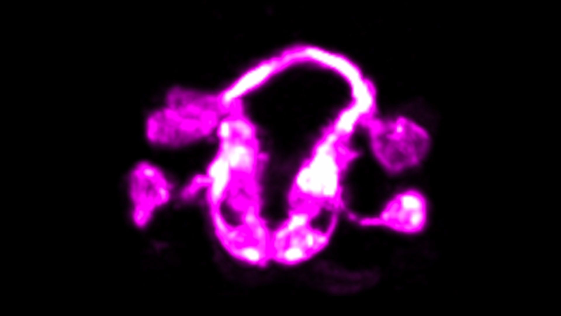 Microscopic image of neurons growing into developing neuropil