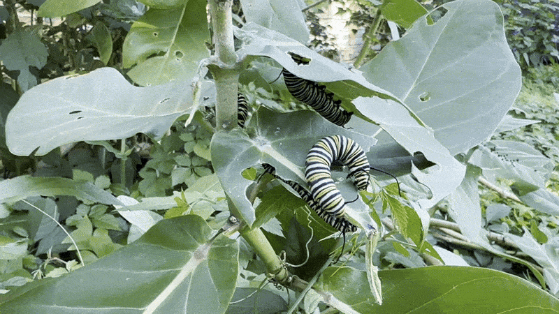 Image shows caterpillars on a milkweed plant.