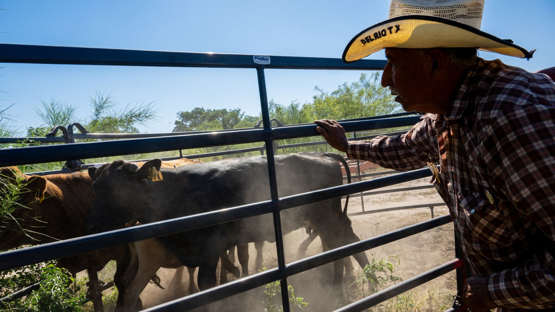 Farmer Jose Esquivel herds cattle in preparation for a cattle auction on June 28, 2023 in Quemado, Texas.