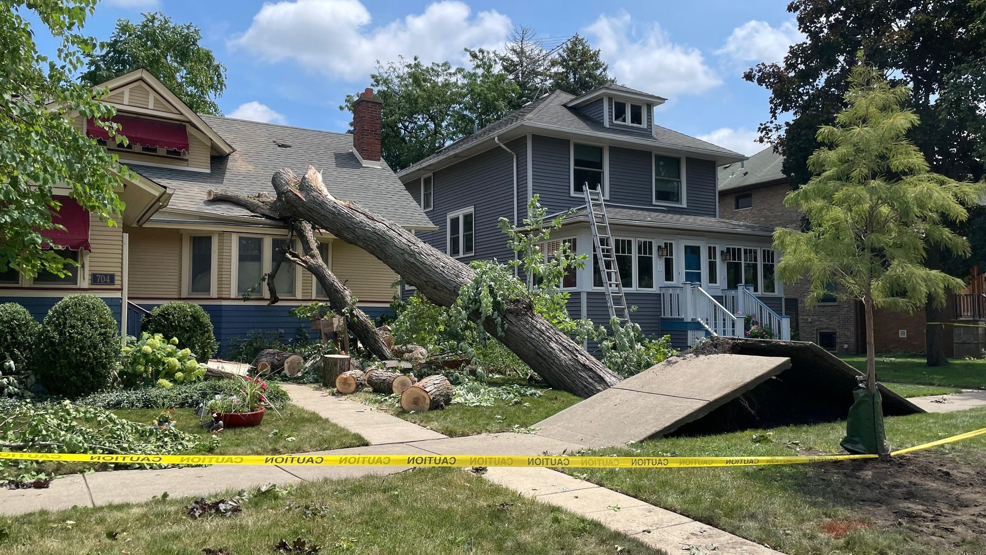 Photo of a tree uprooting a sidewalk 
