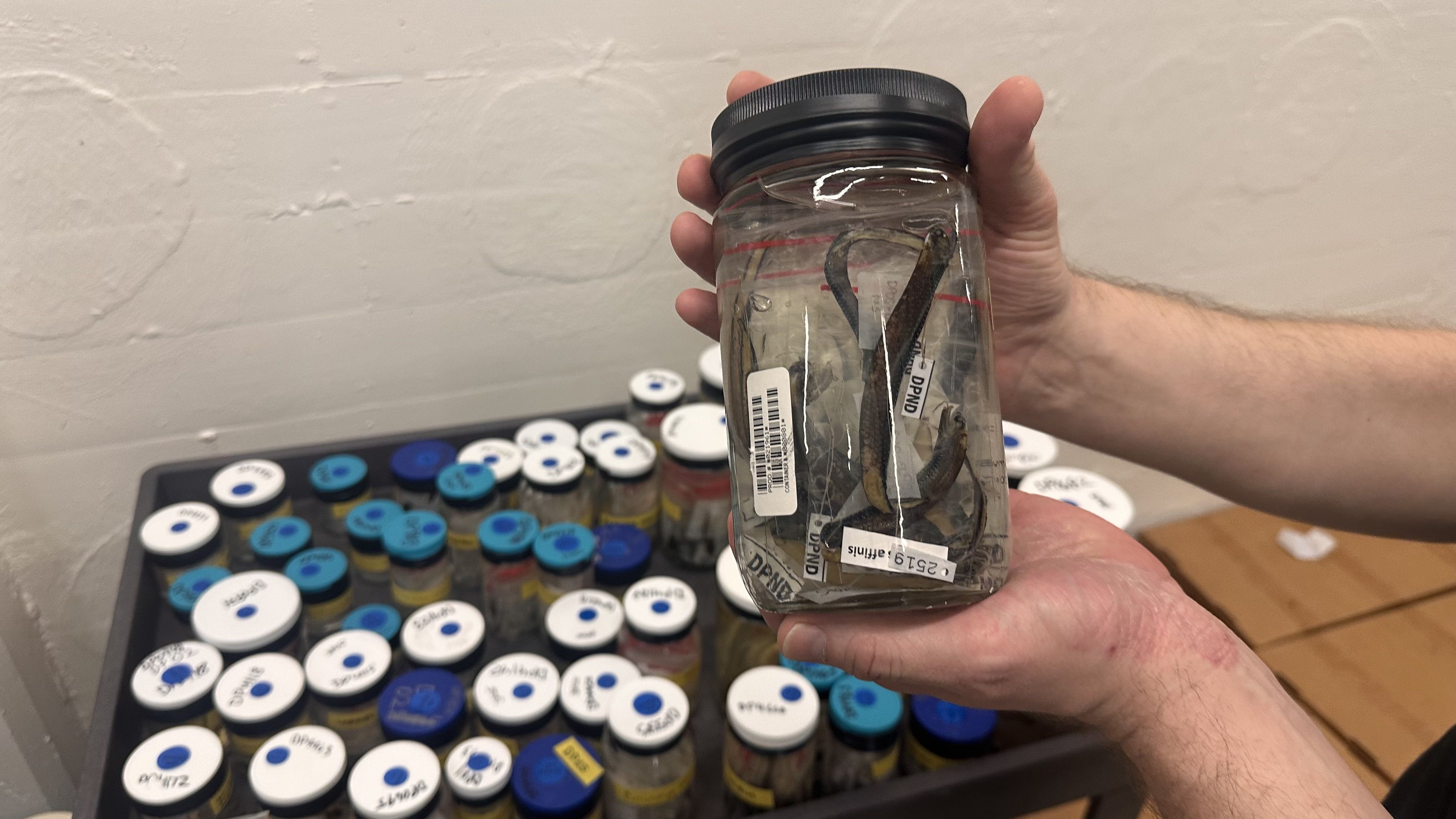 Hands holding a glass jar with preserved snake specimens in clear liquid, labeled with tags and barcodes, with a tray of similar jars with blue and white lids in the background.