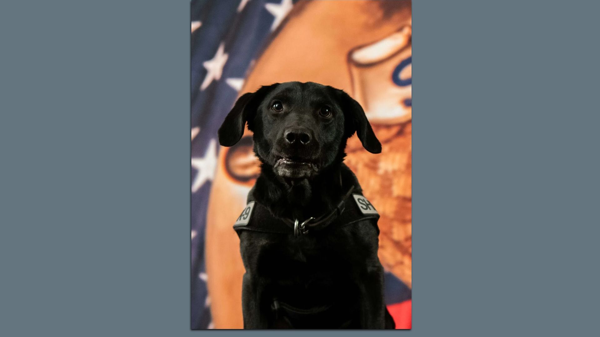 A black dog wearing a police vest.