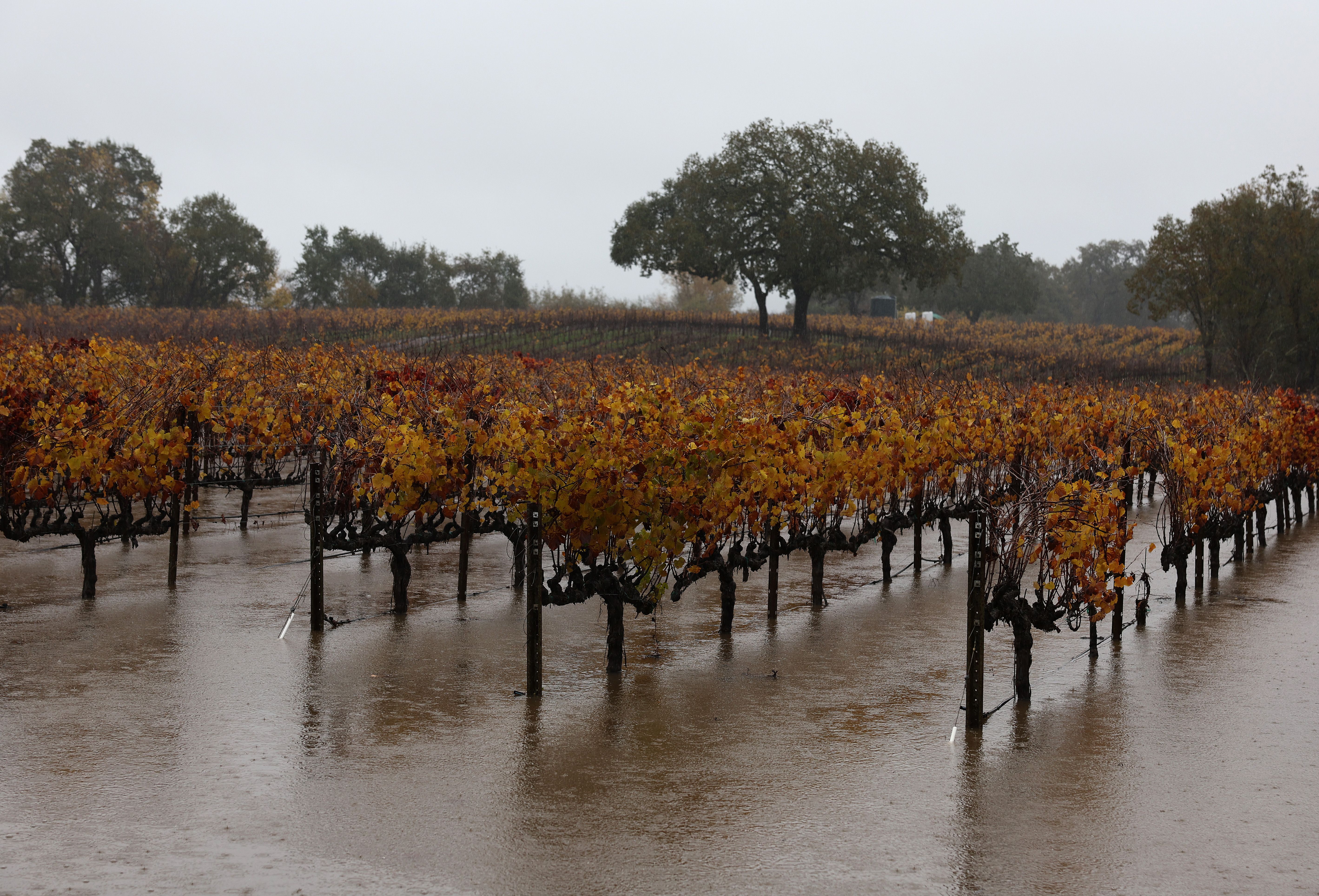 A vineyard is flooded as rain moves through the area on November 21, 2024, in Windsor, California. An atmospheric river is bringing heavy rains and wind to the San Francisco Bay Area for a second day and is expected to rain through the weekend. 