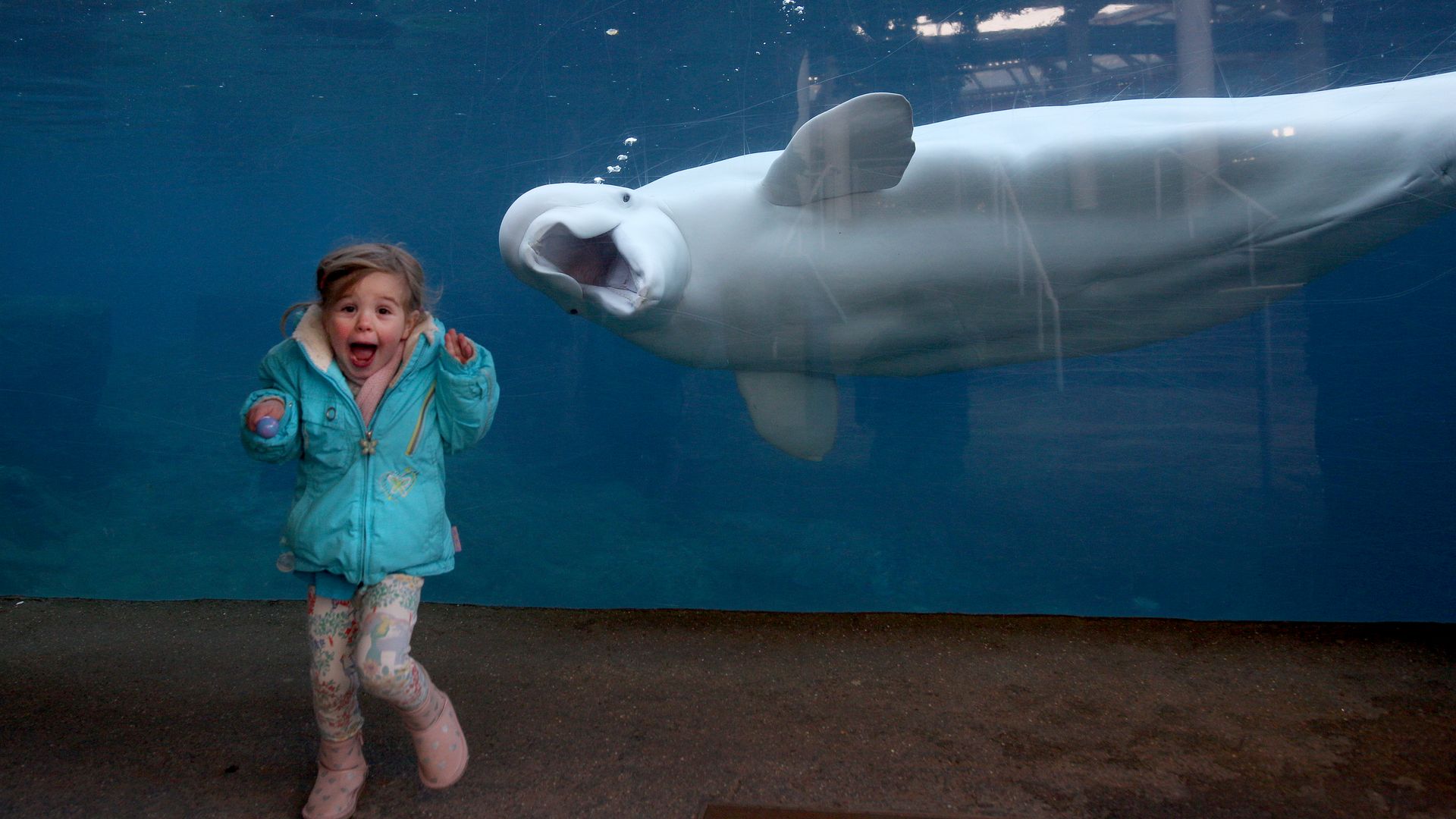 Girl and a smiling Beluga whale