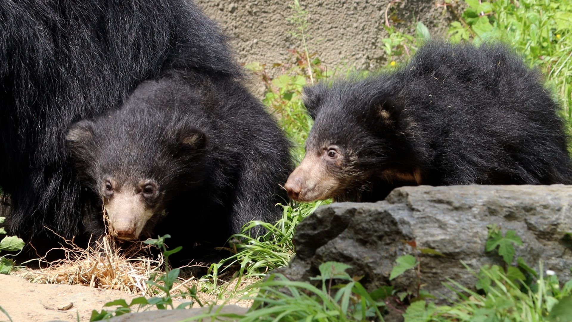 Two sloth bear cubs at the Philadelphia Zoo