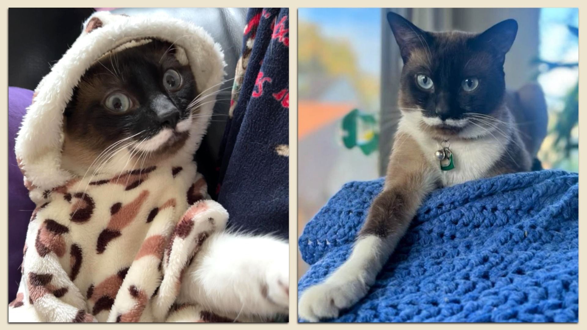 Two pics of the same cat, one it a cute costume with a hat, the other lying on a blanket. 