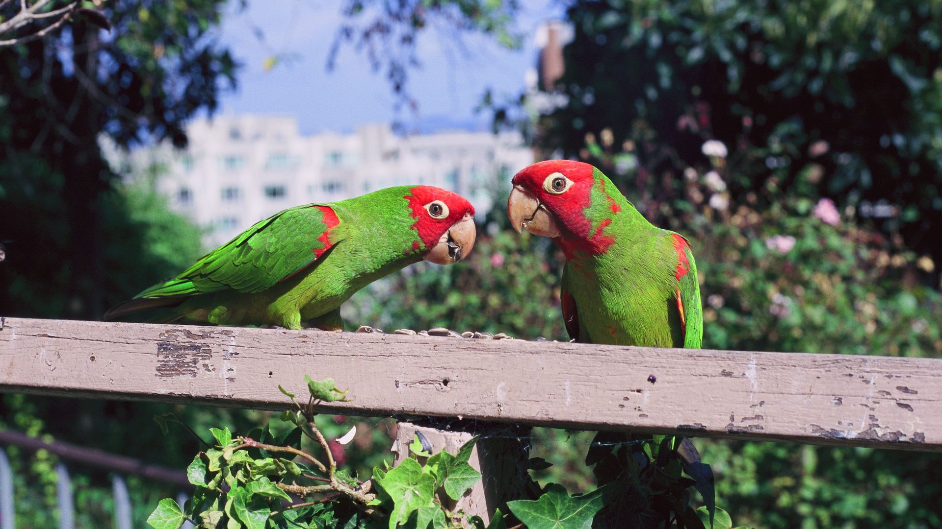 Two green parrots with red heads perch on a weathered wooden railing, facing each other in a sunny garden with blurred trees and a distant building.