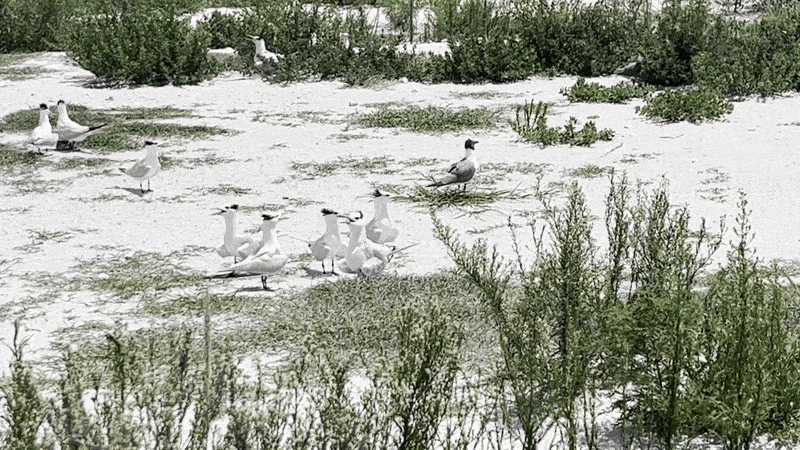 A GIF showing a group of black-and white birds in a sandy area dotted with shrubs following around a fluffy brown chick.