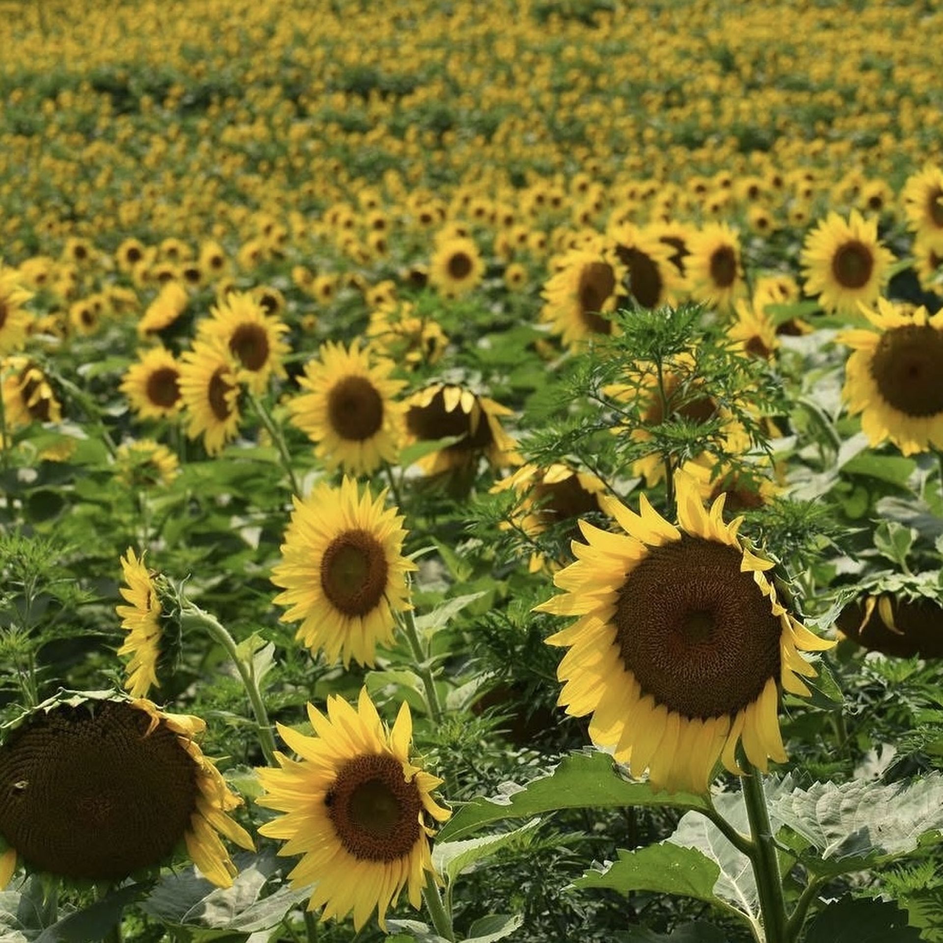 邦楽 Sunflower's Garden - Believe in tomorrow 71GFJ2HmH8L._SY200_QL15_.jpg