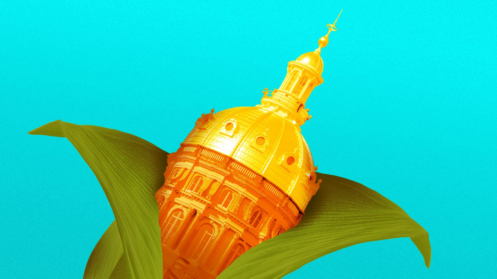 Illustration of a corn husk with the State Capitol dome being revealed. 