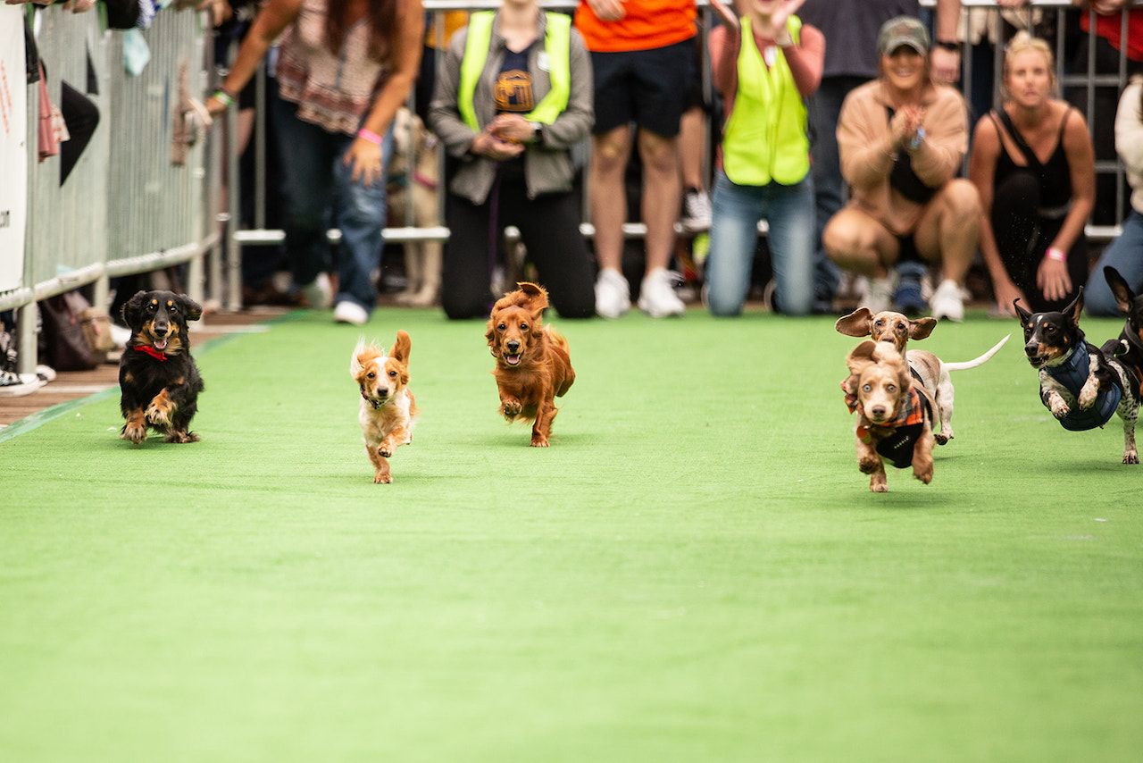 Wiener 500 race