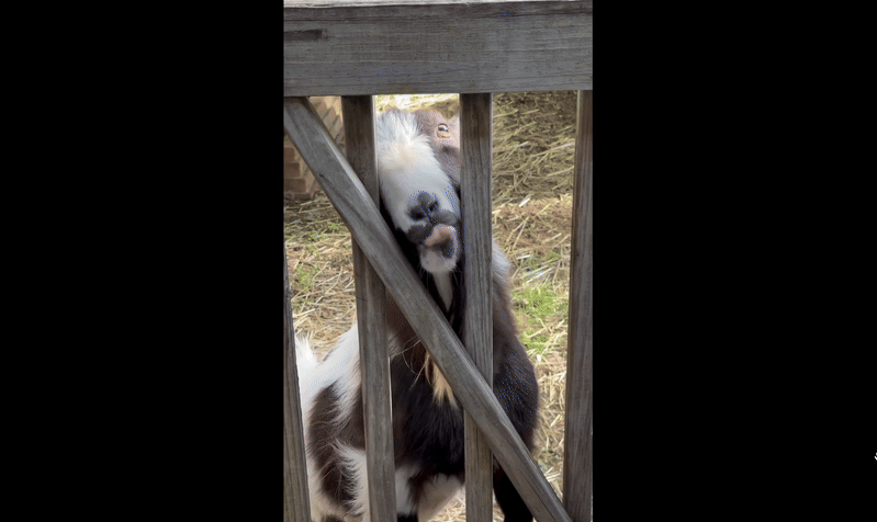 a gif of sesame the pygmy goat