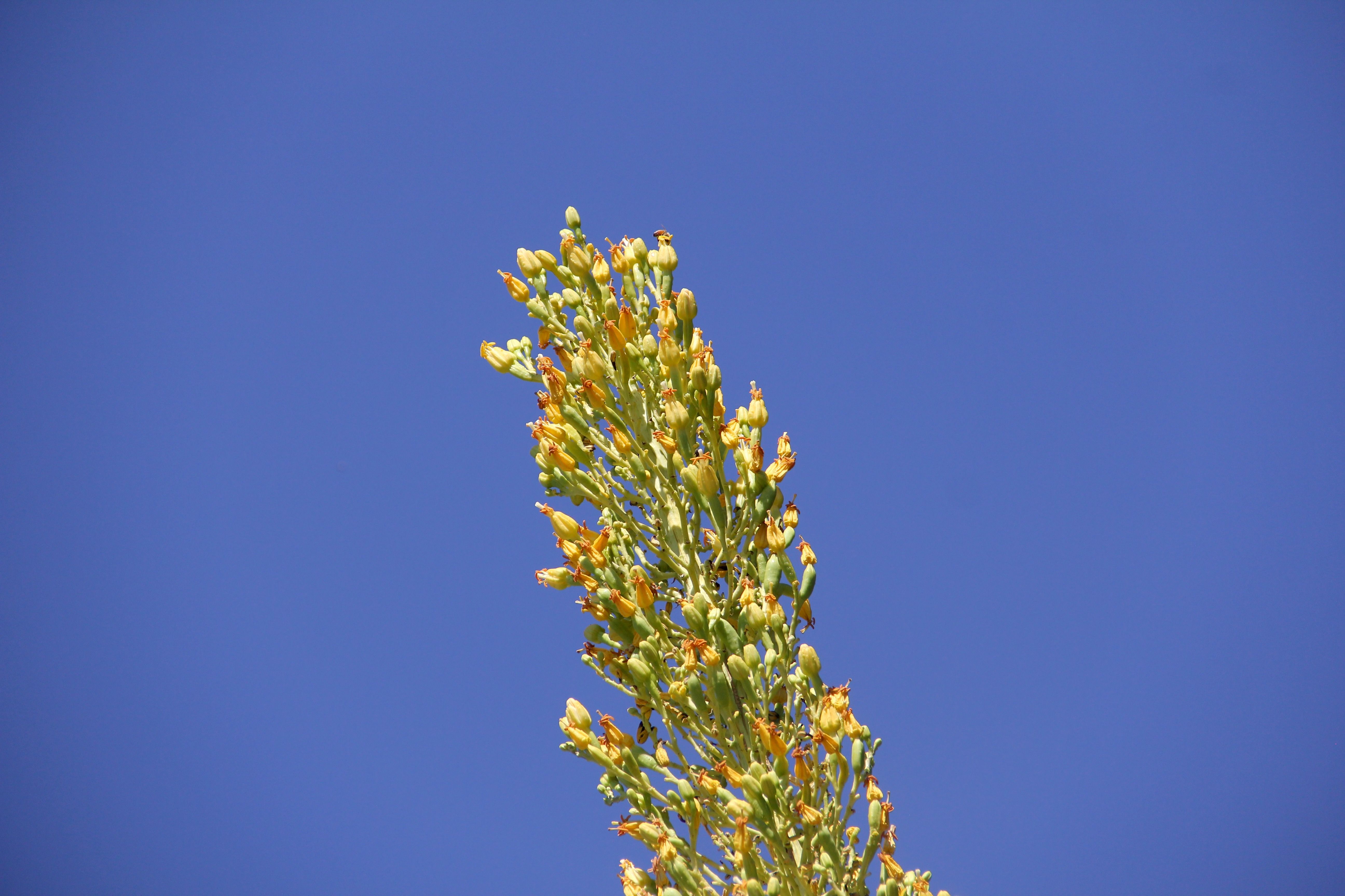 Tall flower stalk with clustered yellow buds reaching upward against a clear blue sky.