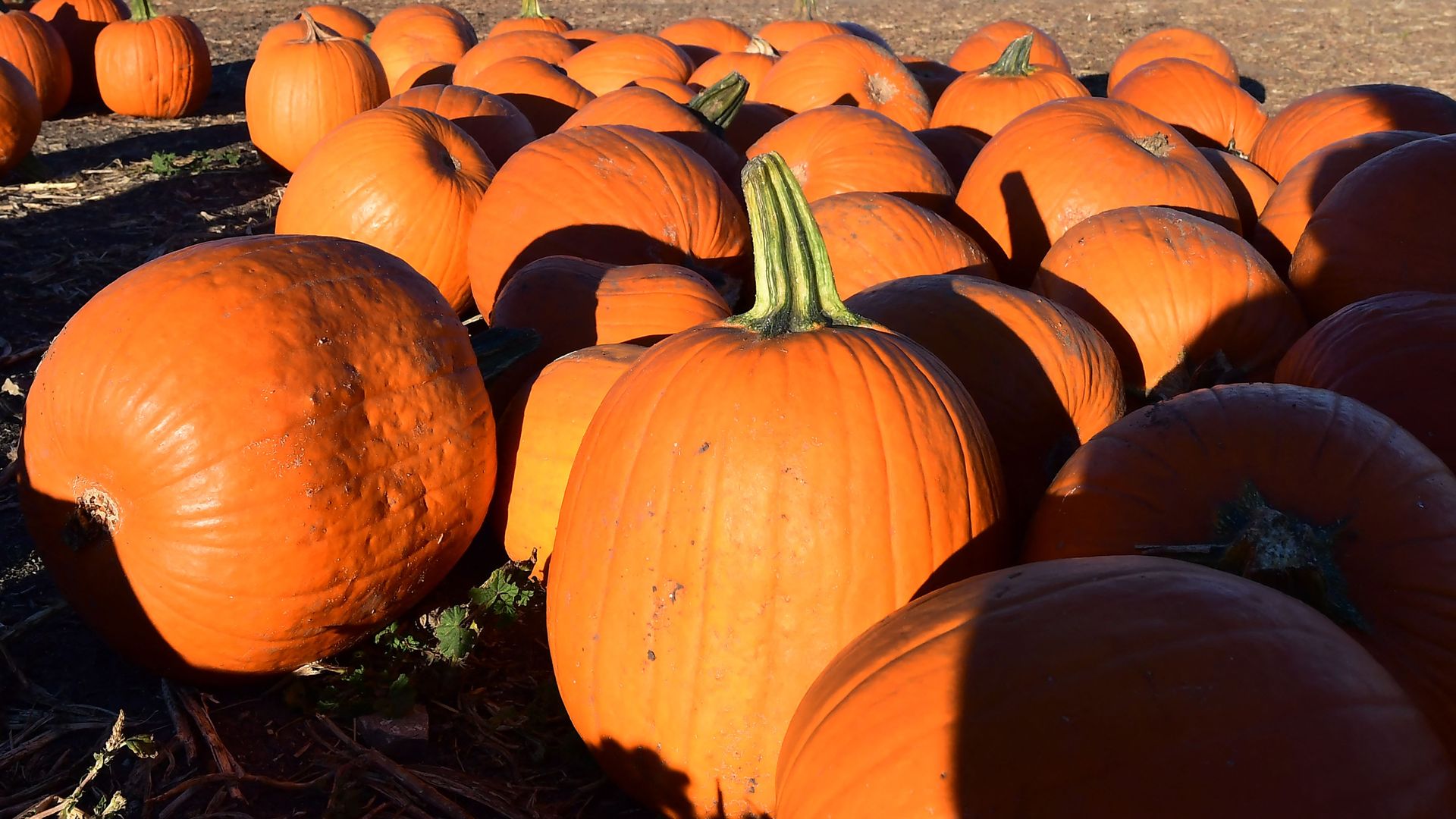 A pumpkin patch field.