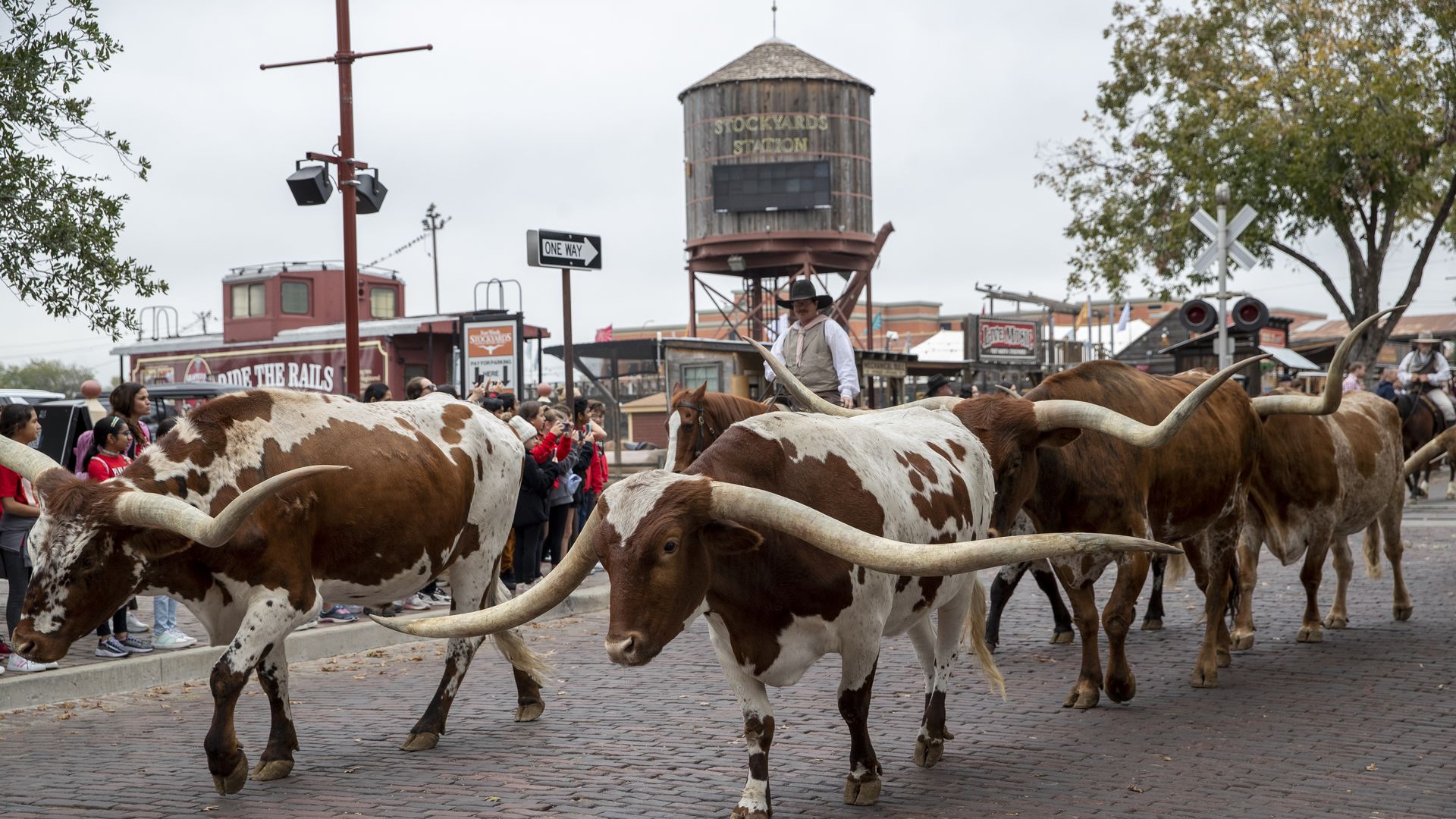 A herd of cattle through a road