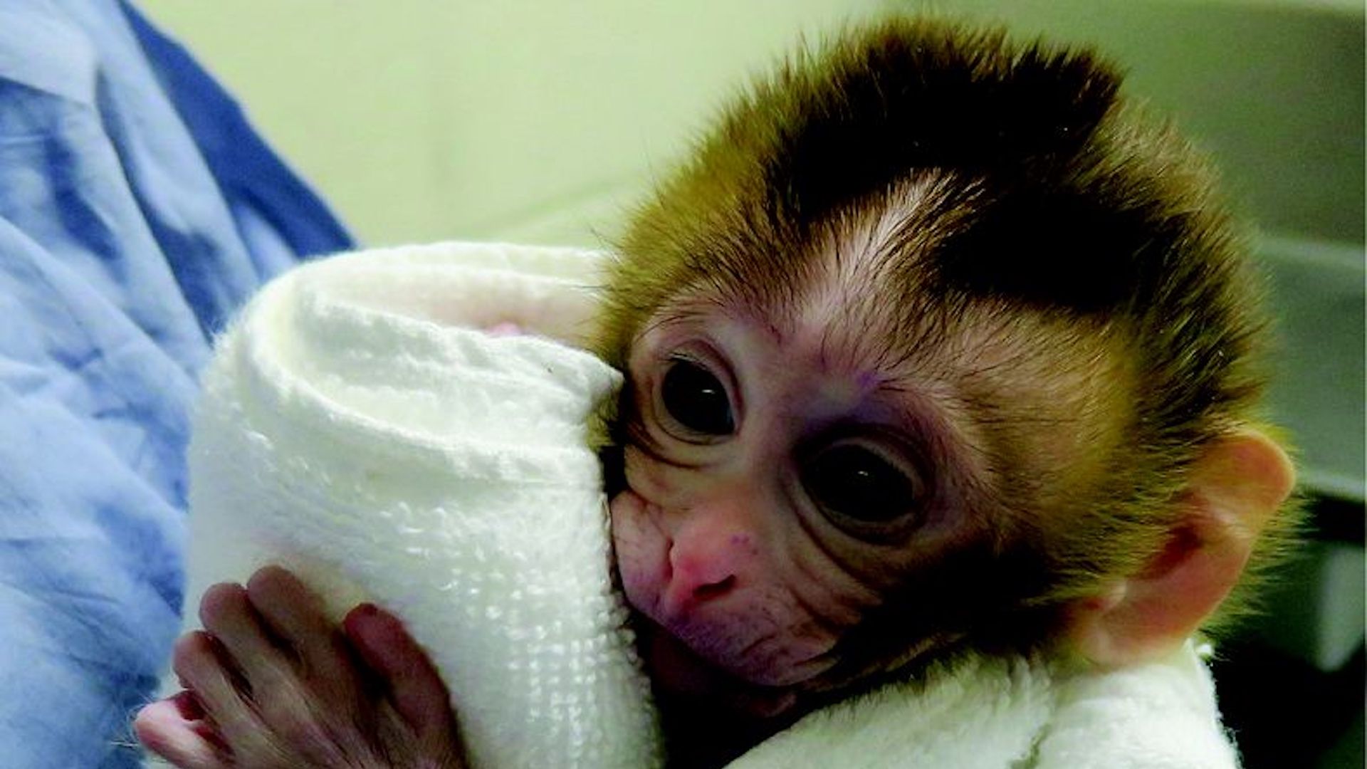 12-week-old Grady, born from cryopreserved testicular tissue.