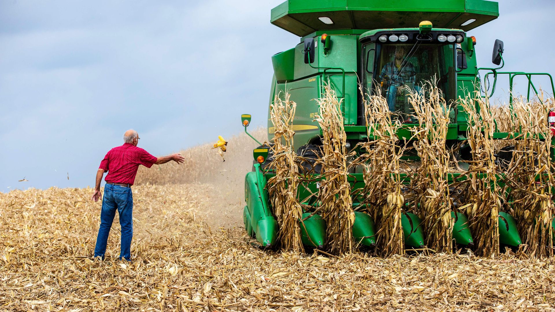 Farmer harvests wheat in Minnesota