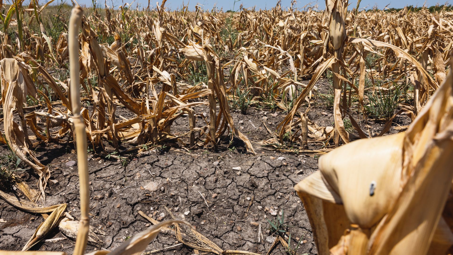 Crops dying in the heat in Austin.
