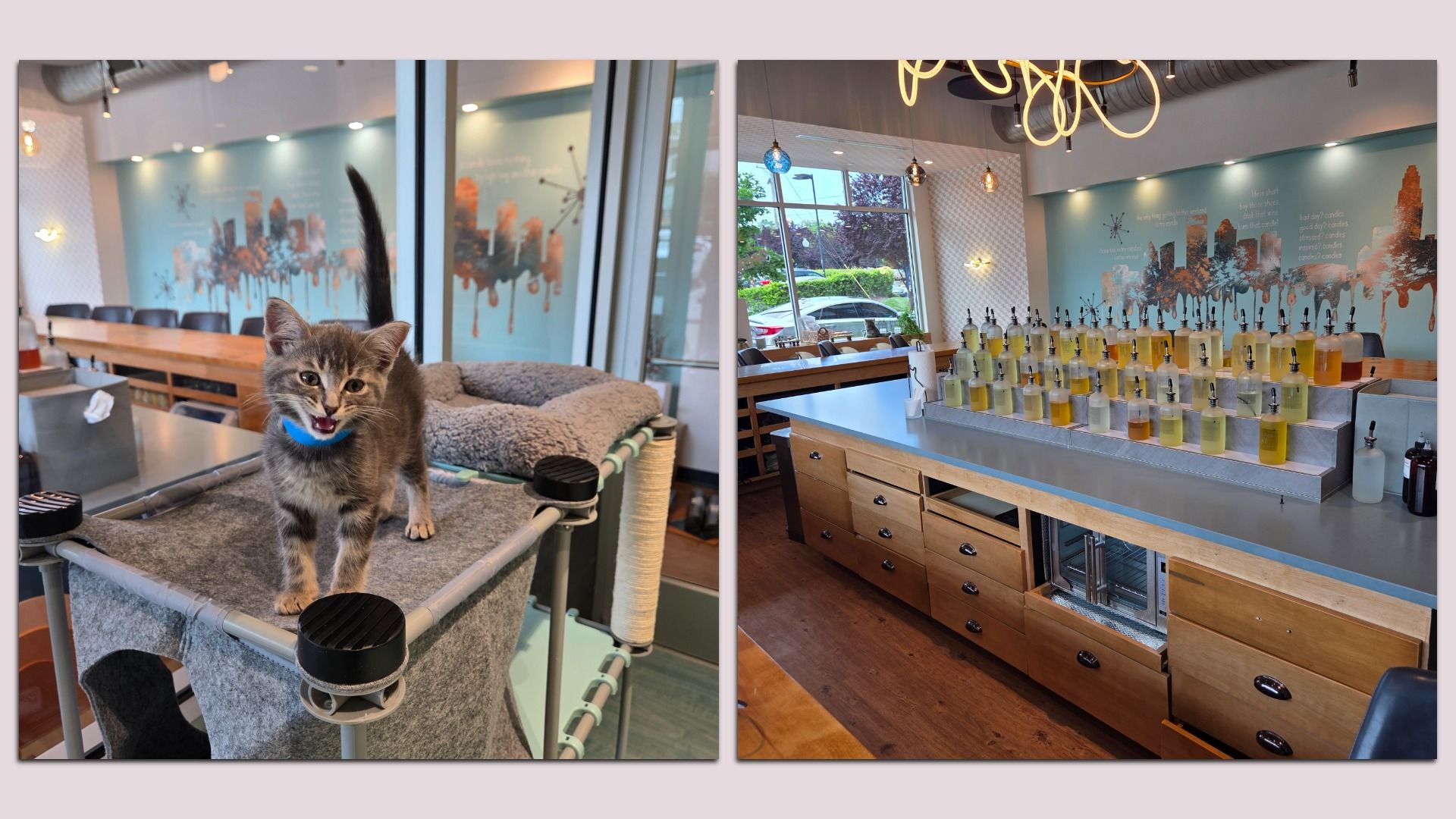 kitten on the left and candle-making studio on the right