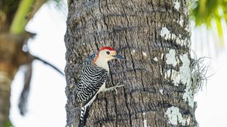 A bird with black and white patterned wings and a red head poses on the bark of a palm tree. 