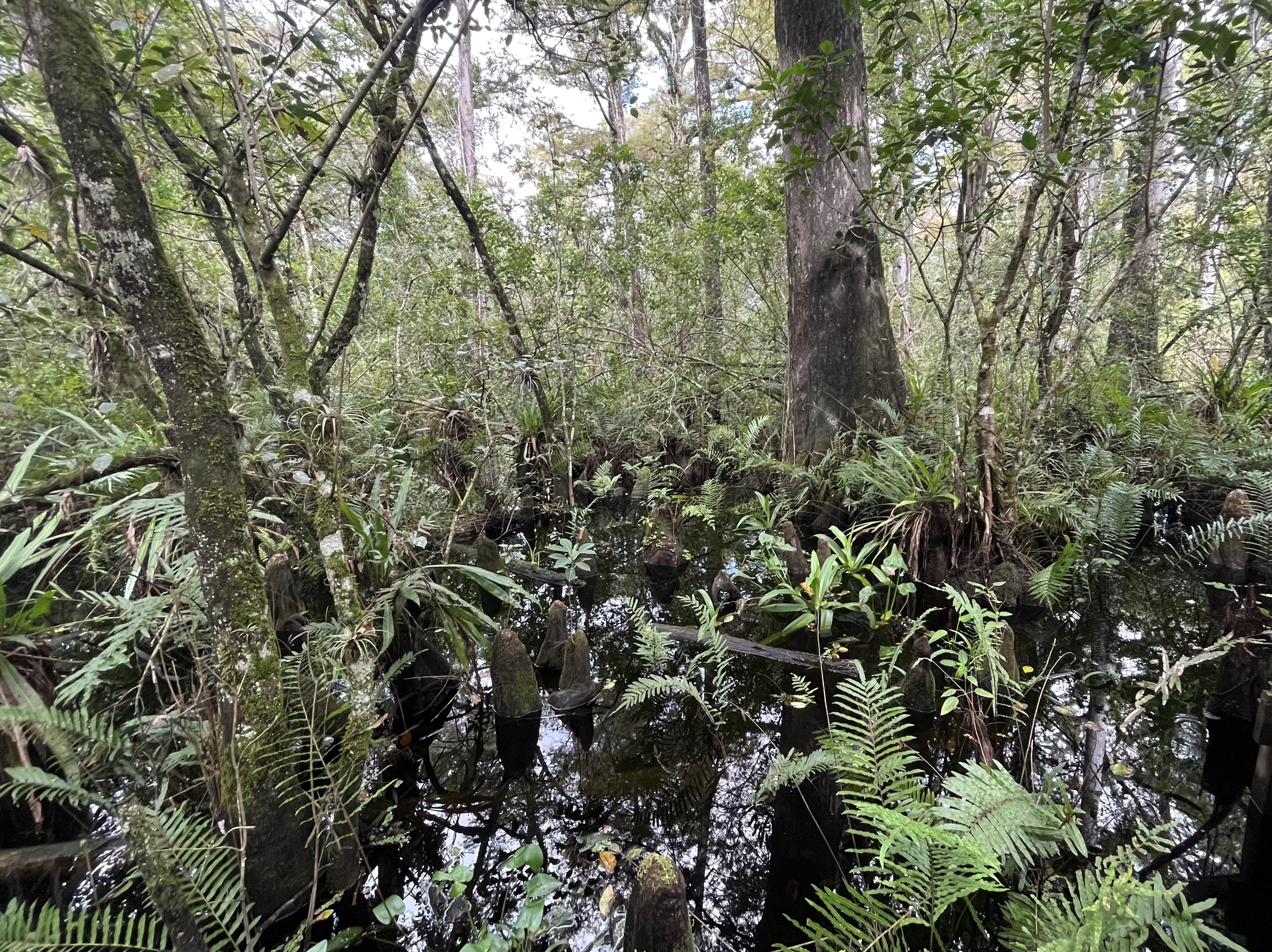 Cypress knees jut from dark swamp water, surrounded by lush green ferns.