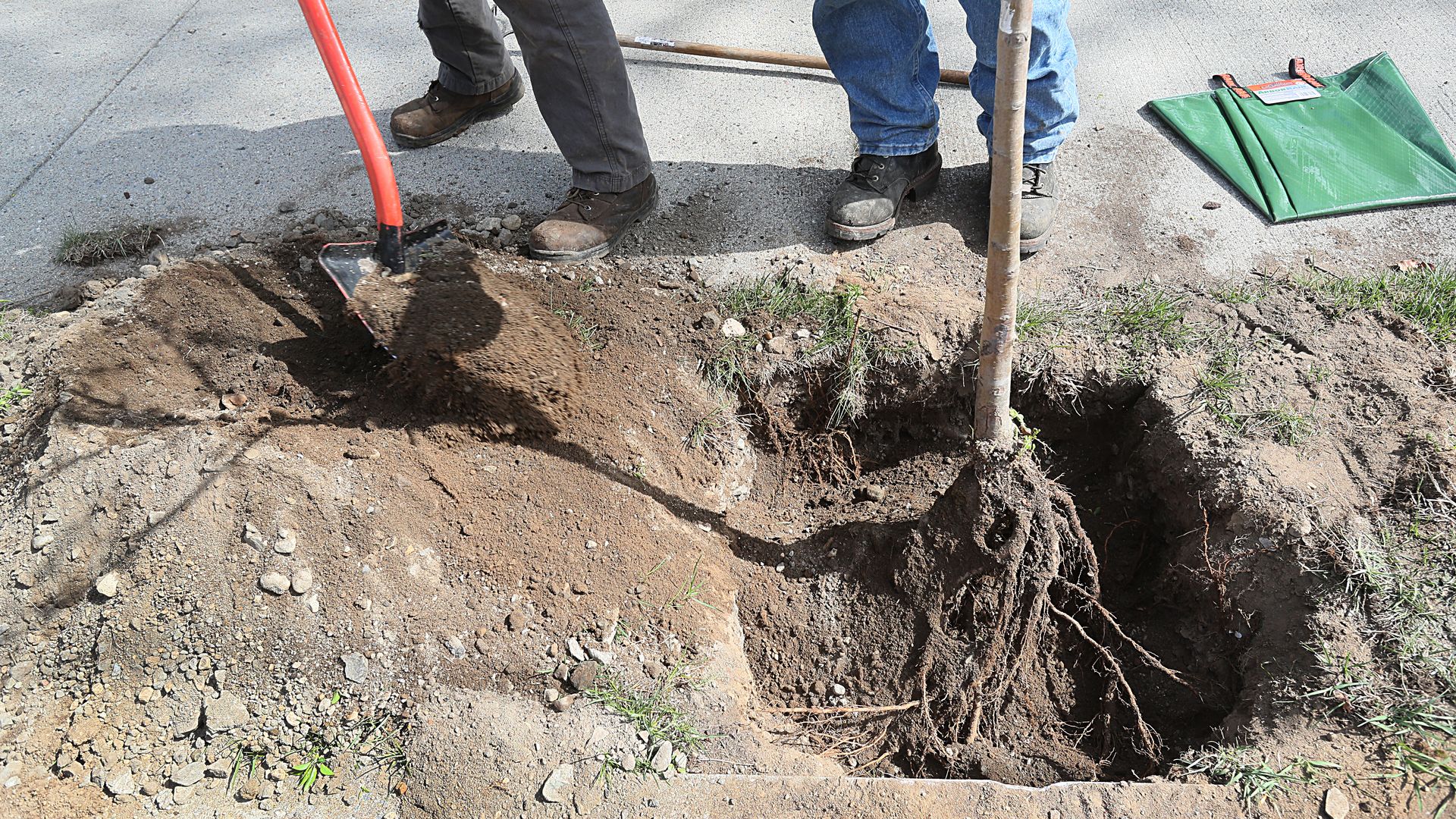 A young tree is inside a hole that's been dug with a shovel. Roots are showing. It's next to a sidewalk.