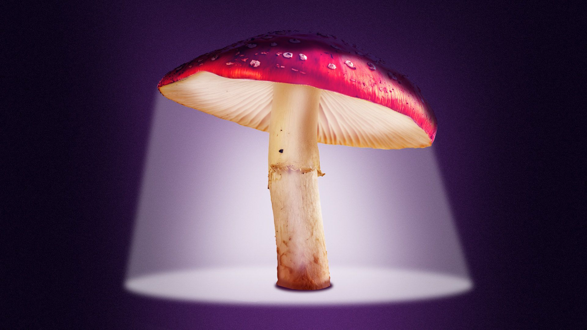 Illustration of a mushroom casting a light like a street lamp