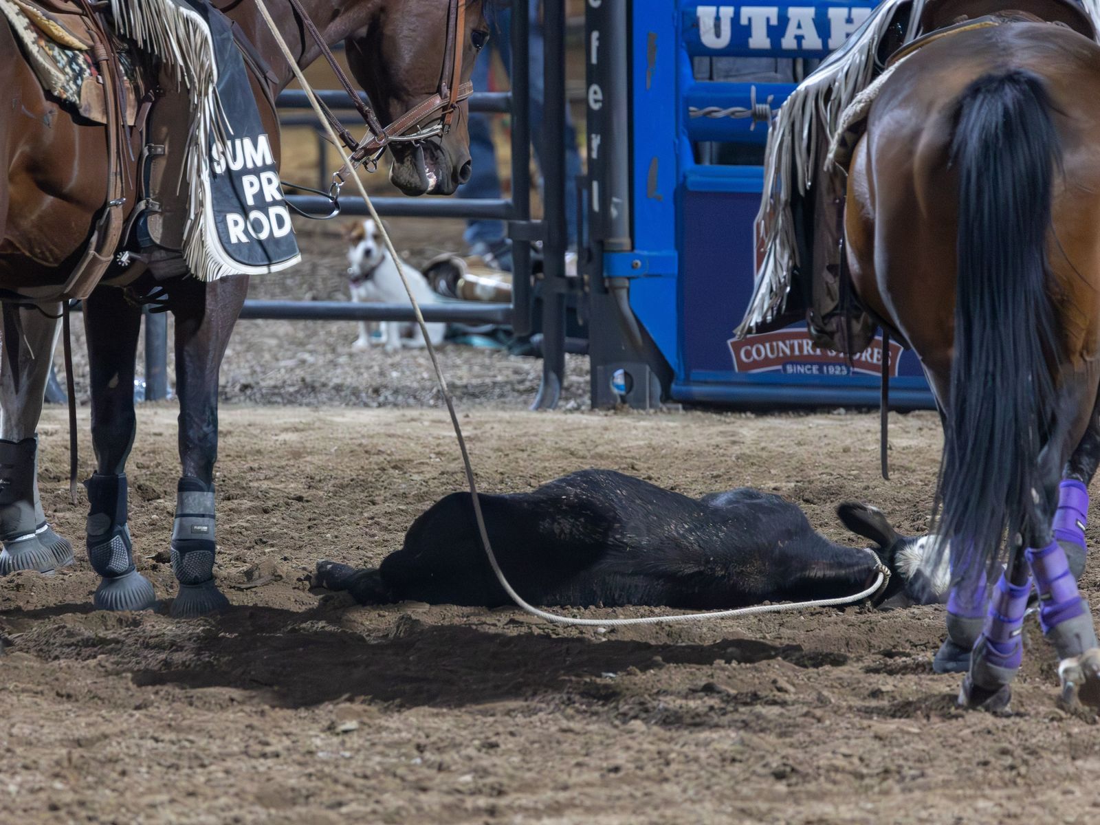 What are the animal welfare issues with calf roping in rodeos? – RSPCA  Knowledgebase