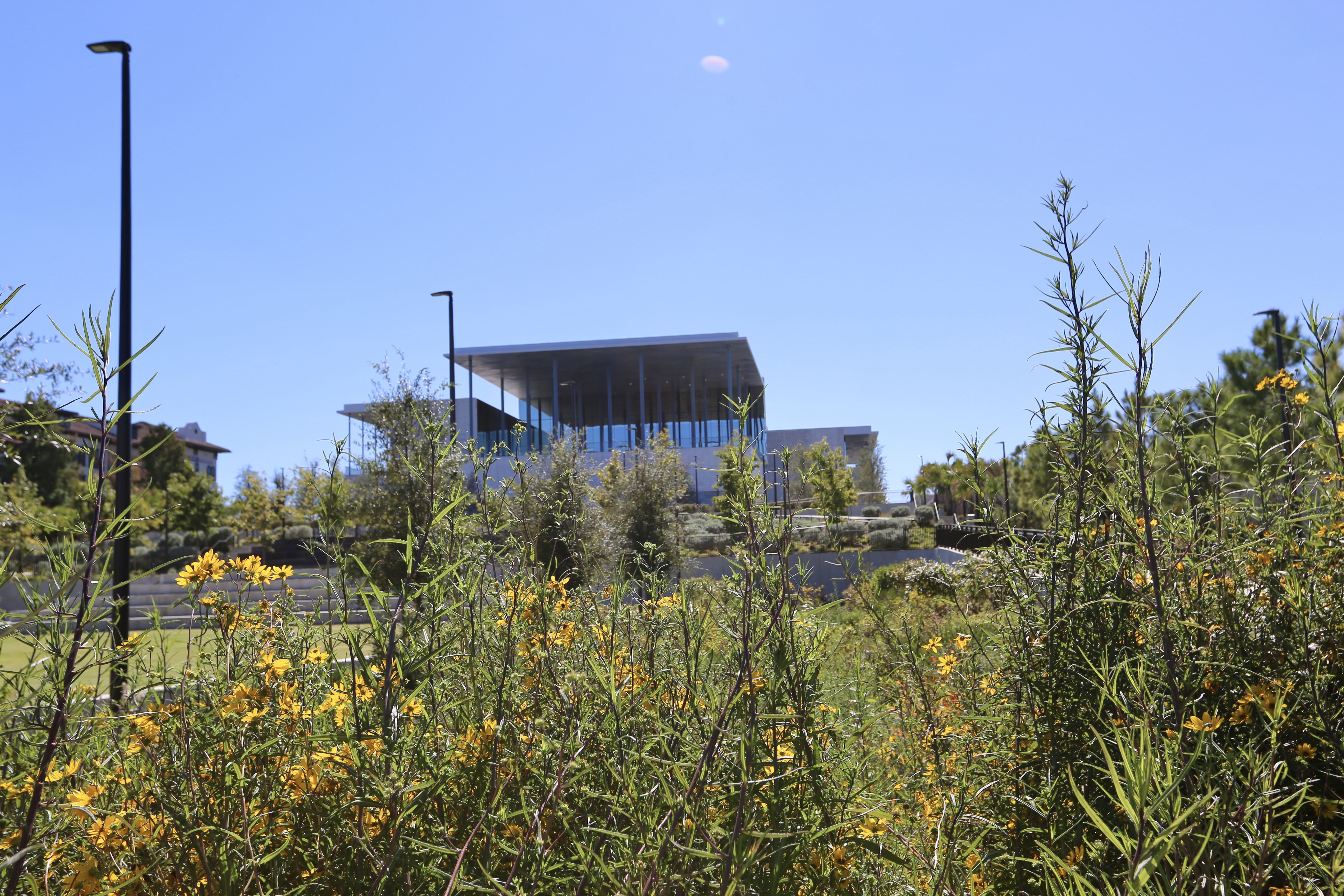 Modern building with glass windows and flat roof behind tall green plants and yellow wildflowers under a clear blue sky on a sunny day.