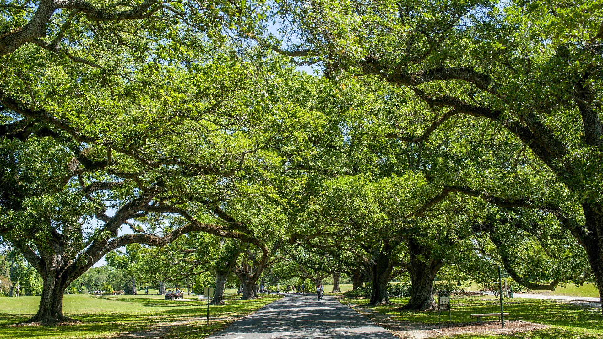 Photo shows live oaks in Audubon Park