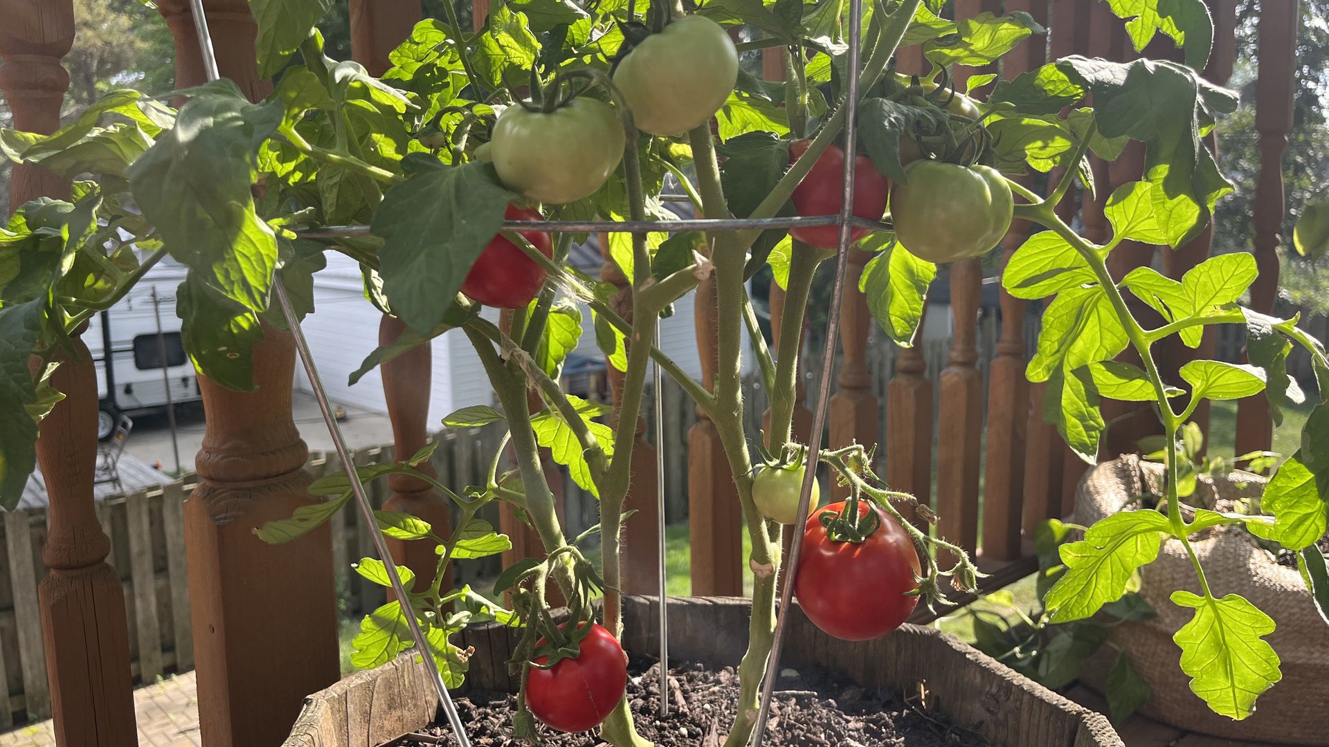 Tomatoes in Michigan 