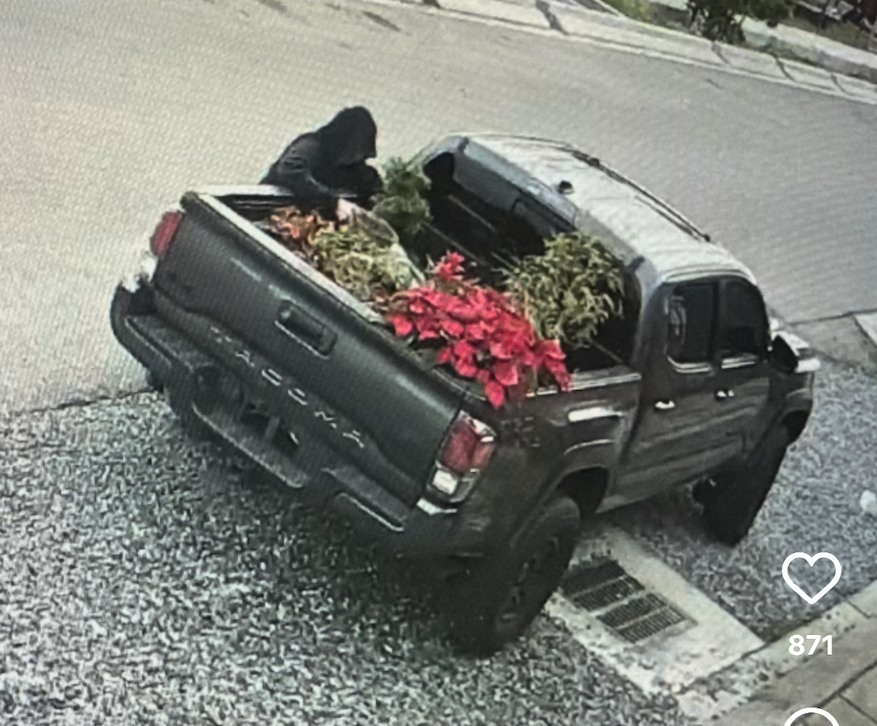 Image shows a person with plants in the back of a truck.