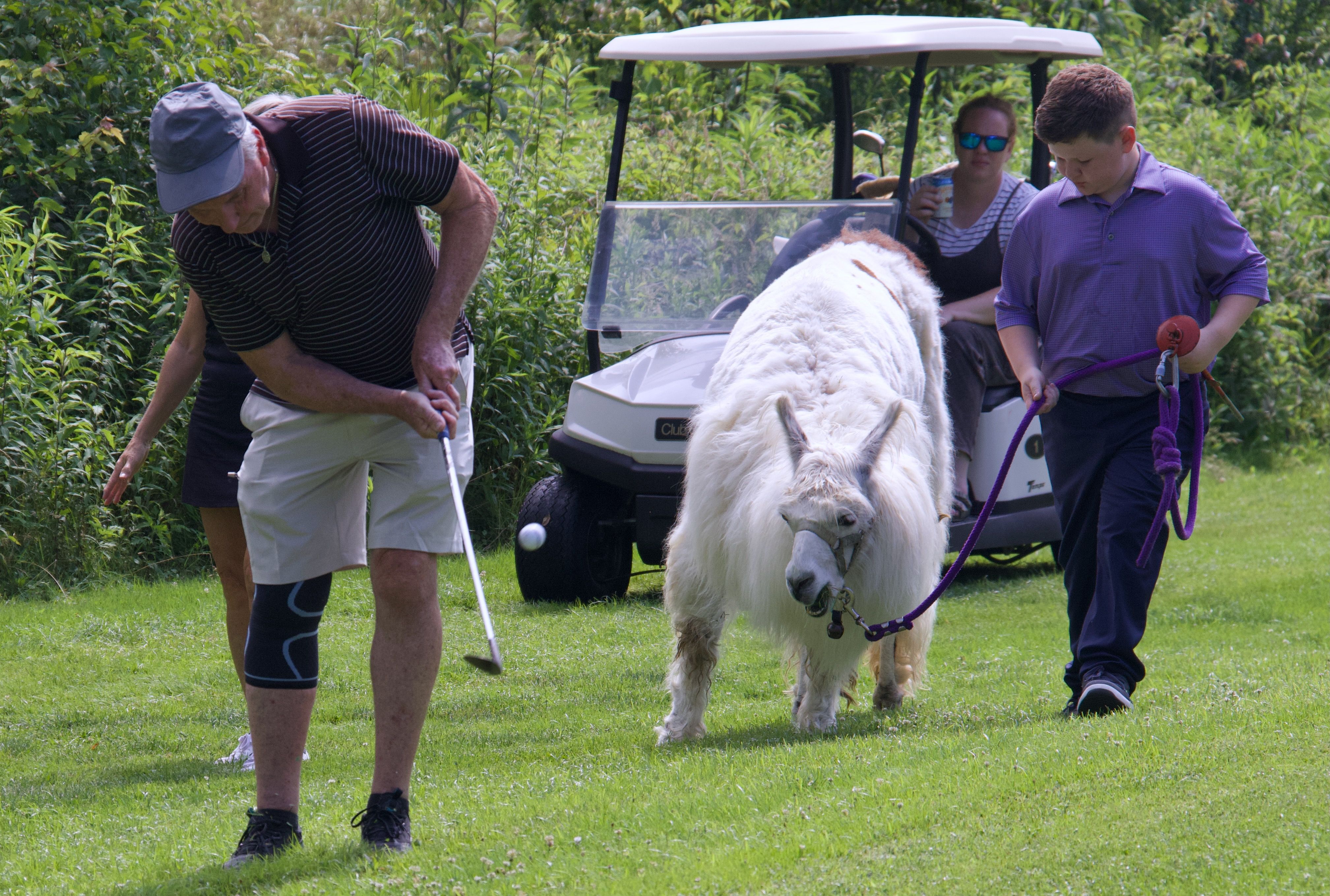 Llama Golf Caddies Have North Carolina Tourism On The Upswing 5194