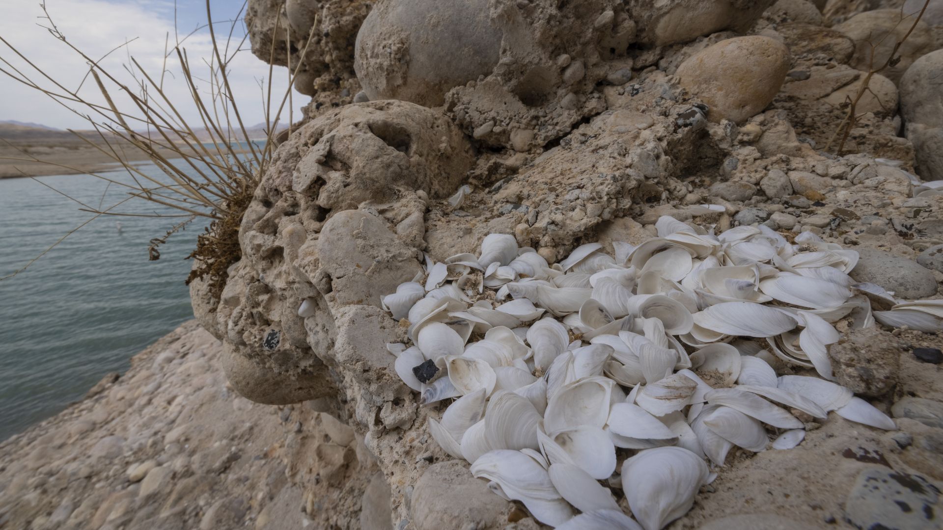 Clam shells remain on previously submerged rocks as worsening drought drops the water level of Lake Mead